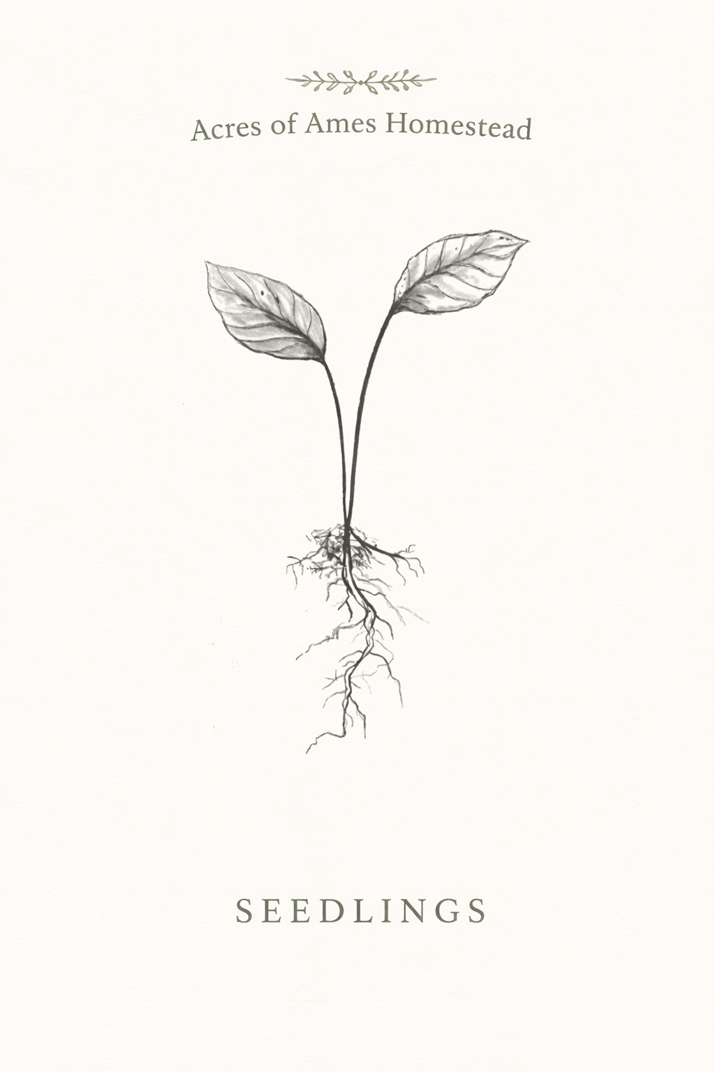 Seedlings (Ready now)