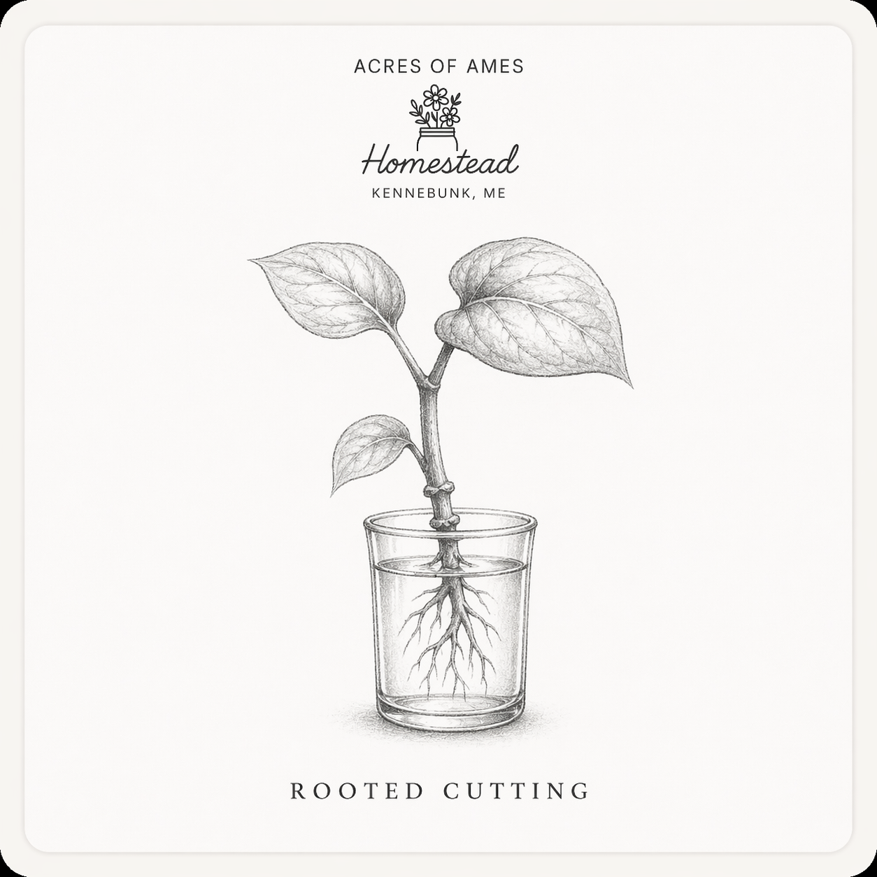 Rooted Cuttings