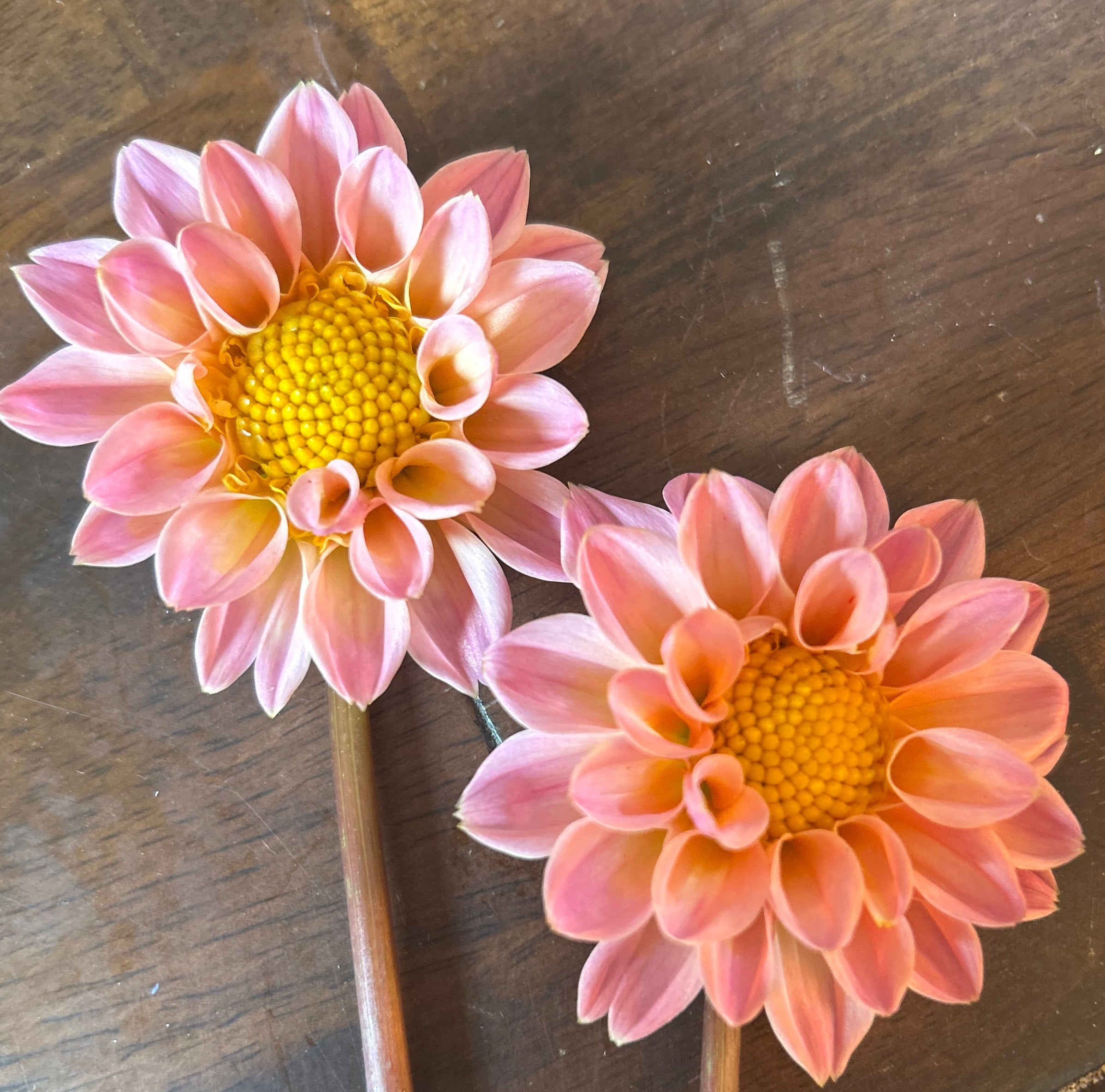 Pollinator Blend Dahlia Seeds