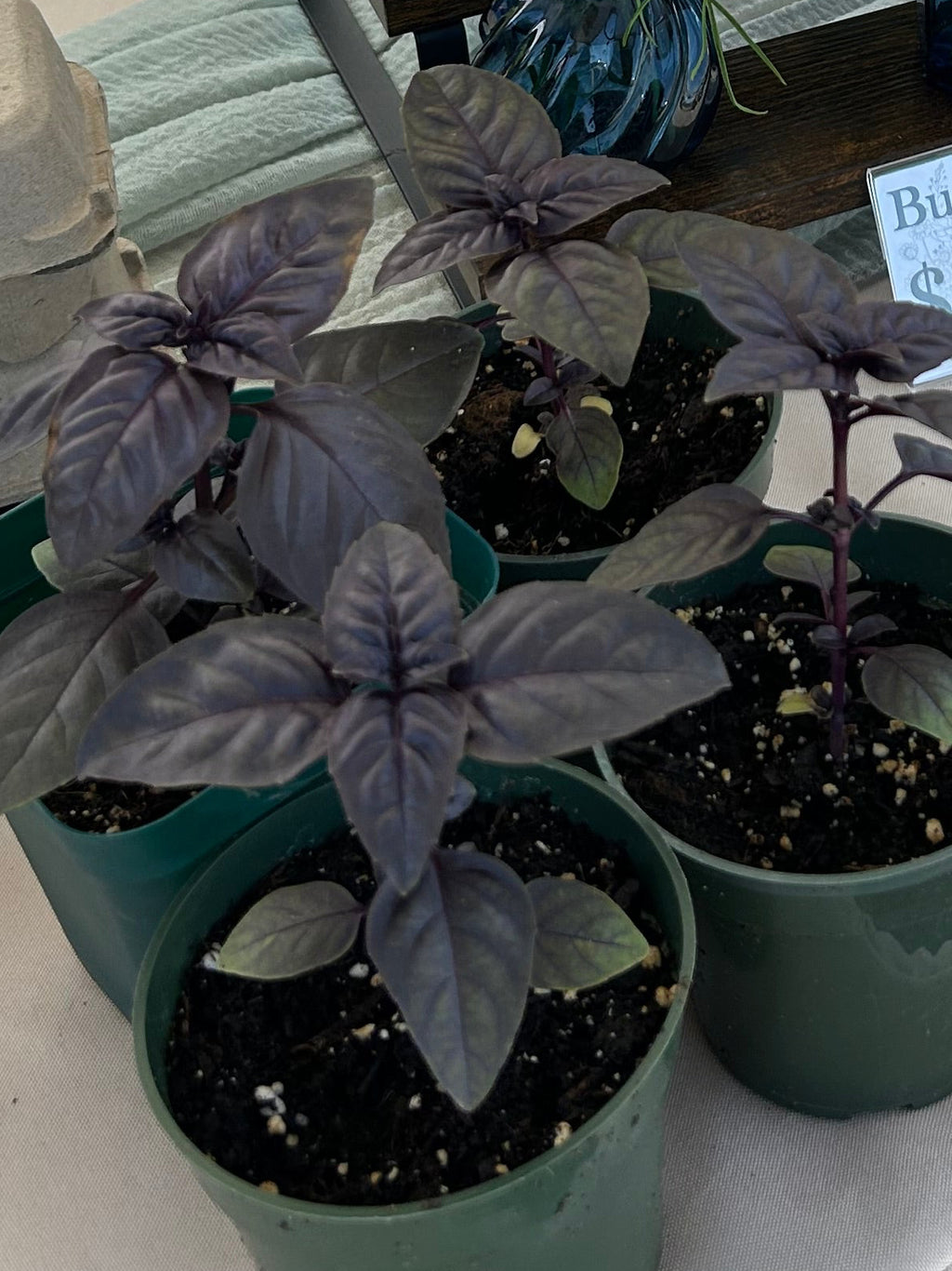 Sweet Basil — Single Pot (Culinary Herb)
