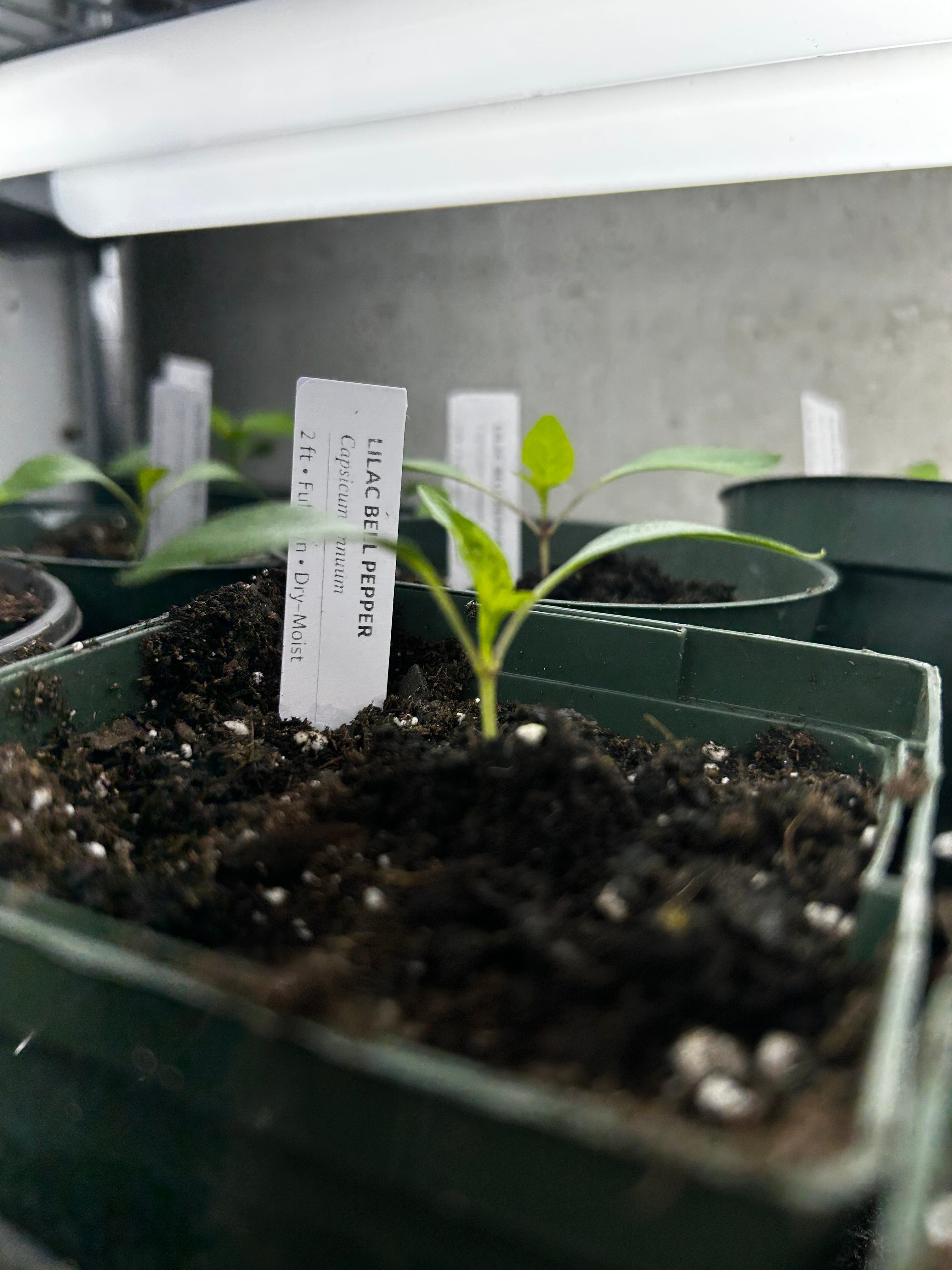 Lilac Bell Pepper