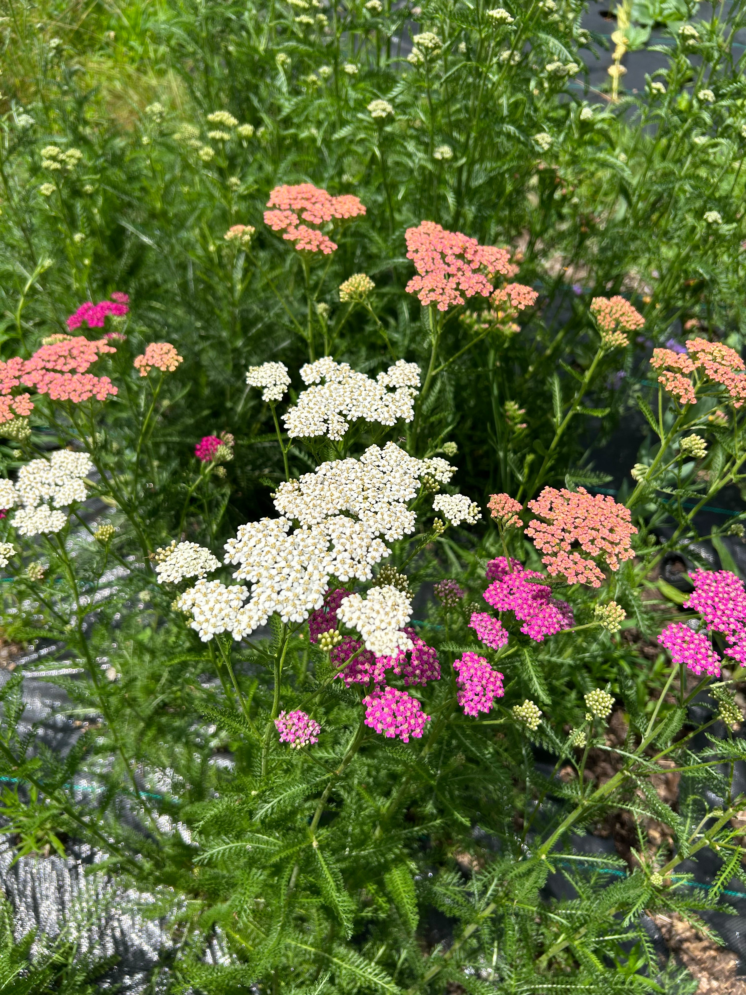 Yarrow ‘Flowerburst Fruitbowl’ — 6 Pack (Perennial)