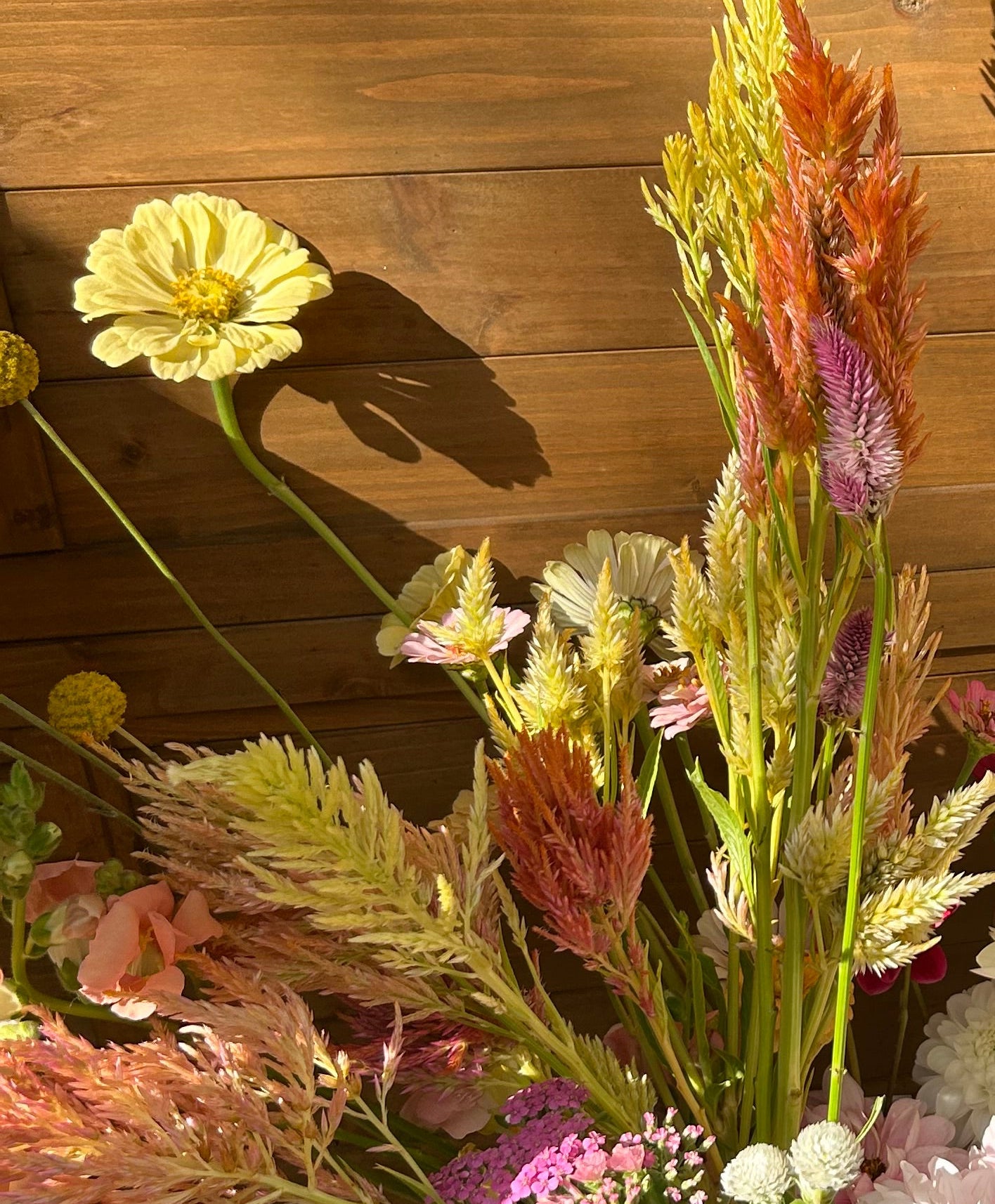 Open-Pollinated Blend Celosia