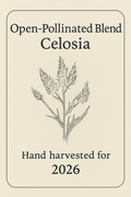 Open-Pollinated Blend Celosia