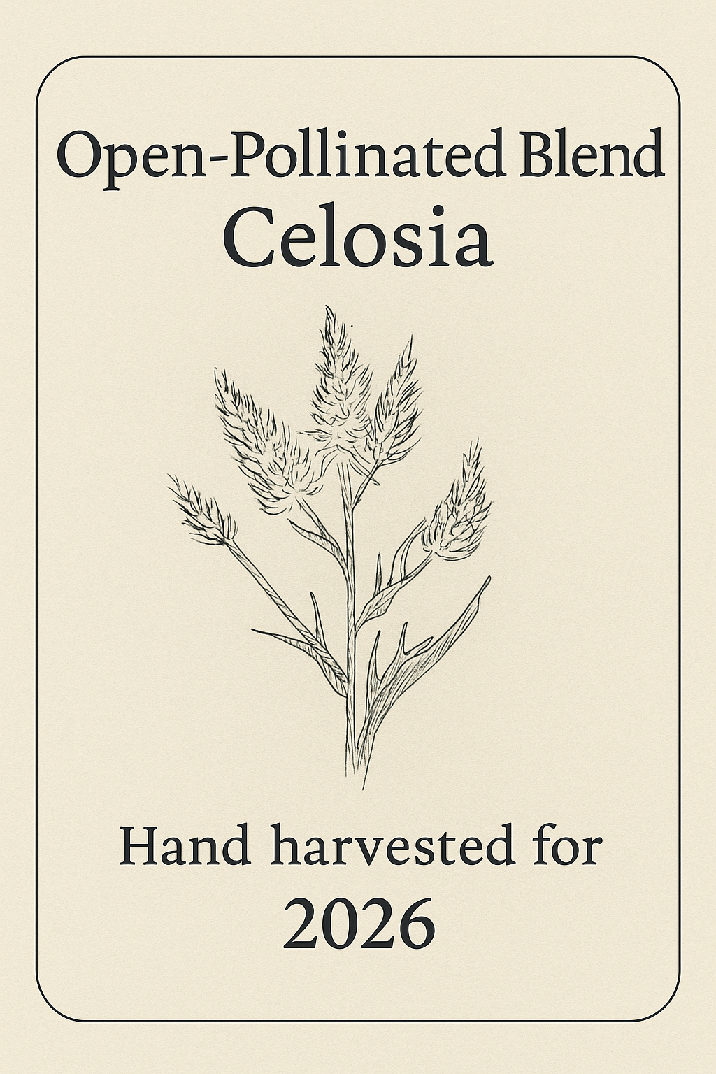 Open-Pollinated Blend Celosia