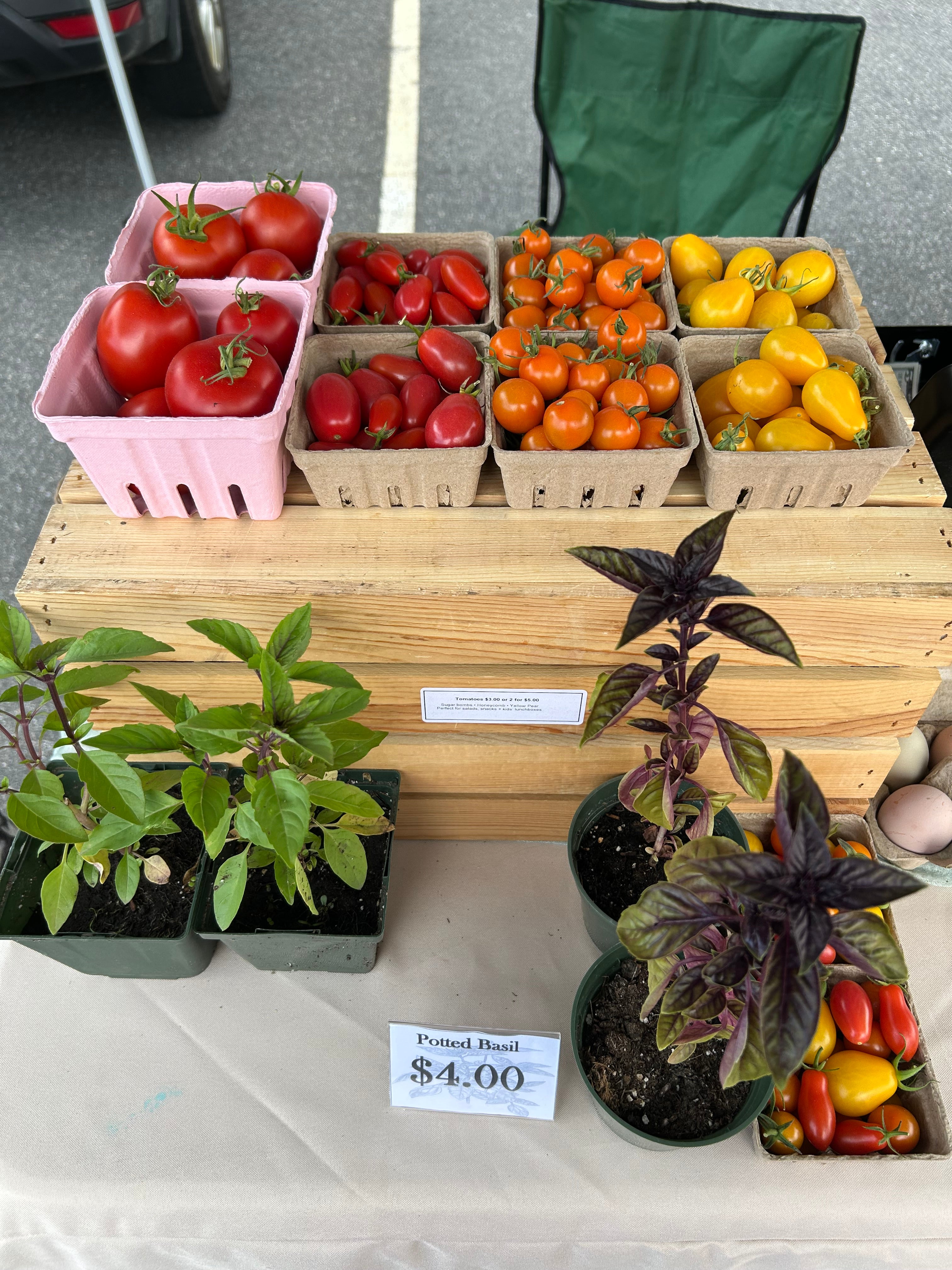 Tomato Plants (Pre-Order) — Heirloom & Specialty Varieties
