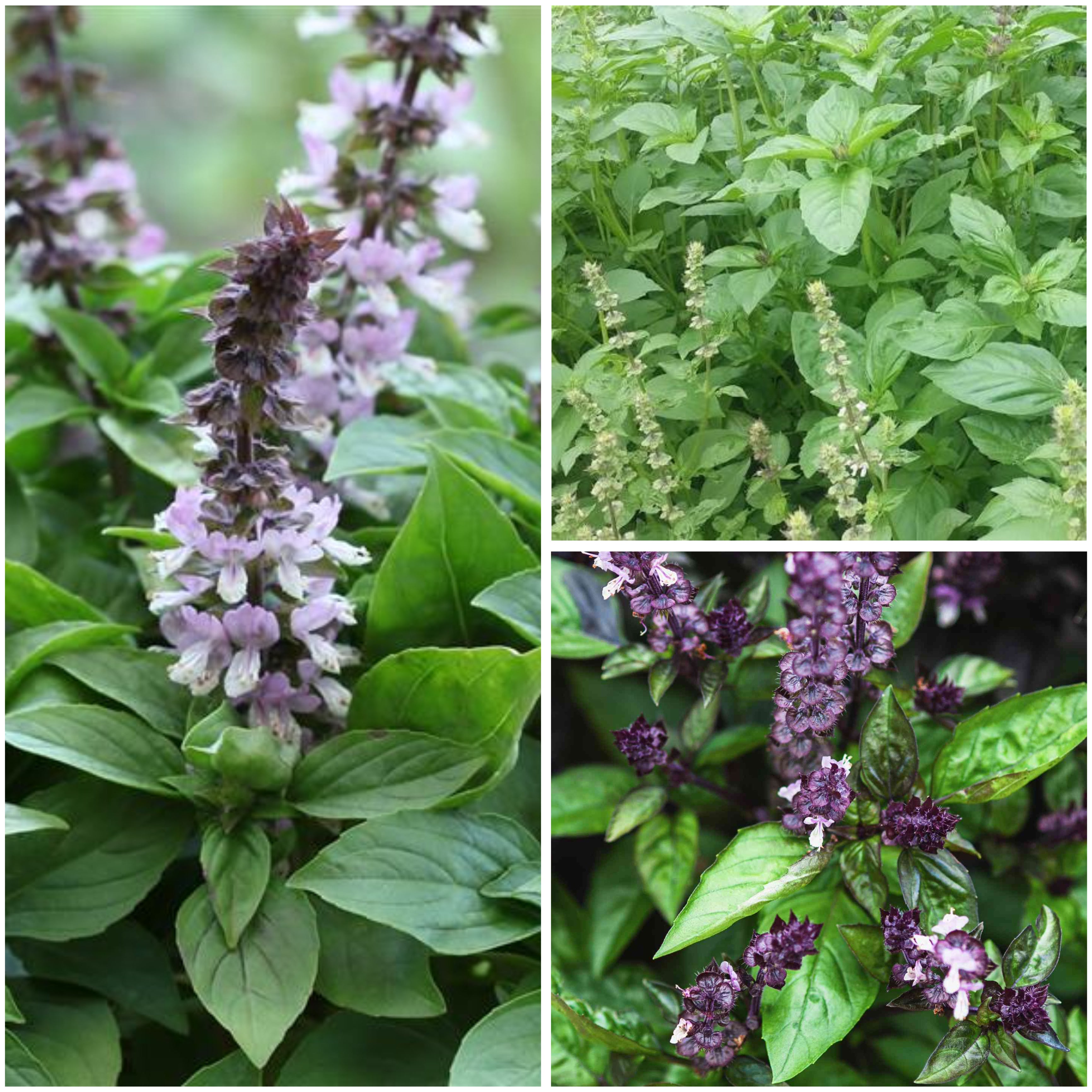 Sweet Basil — Single Pot (Culinary Herb)