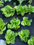 Romaine Lettuce