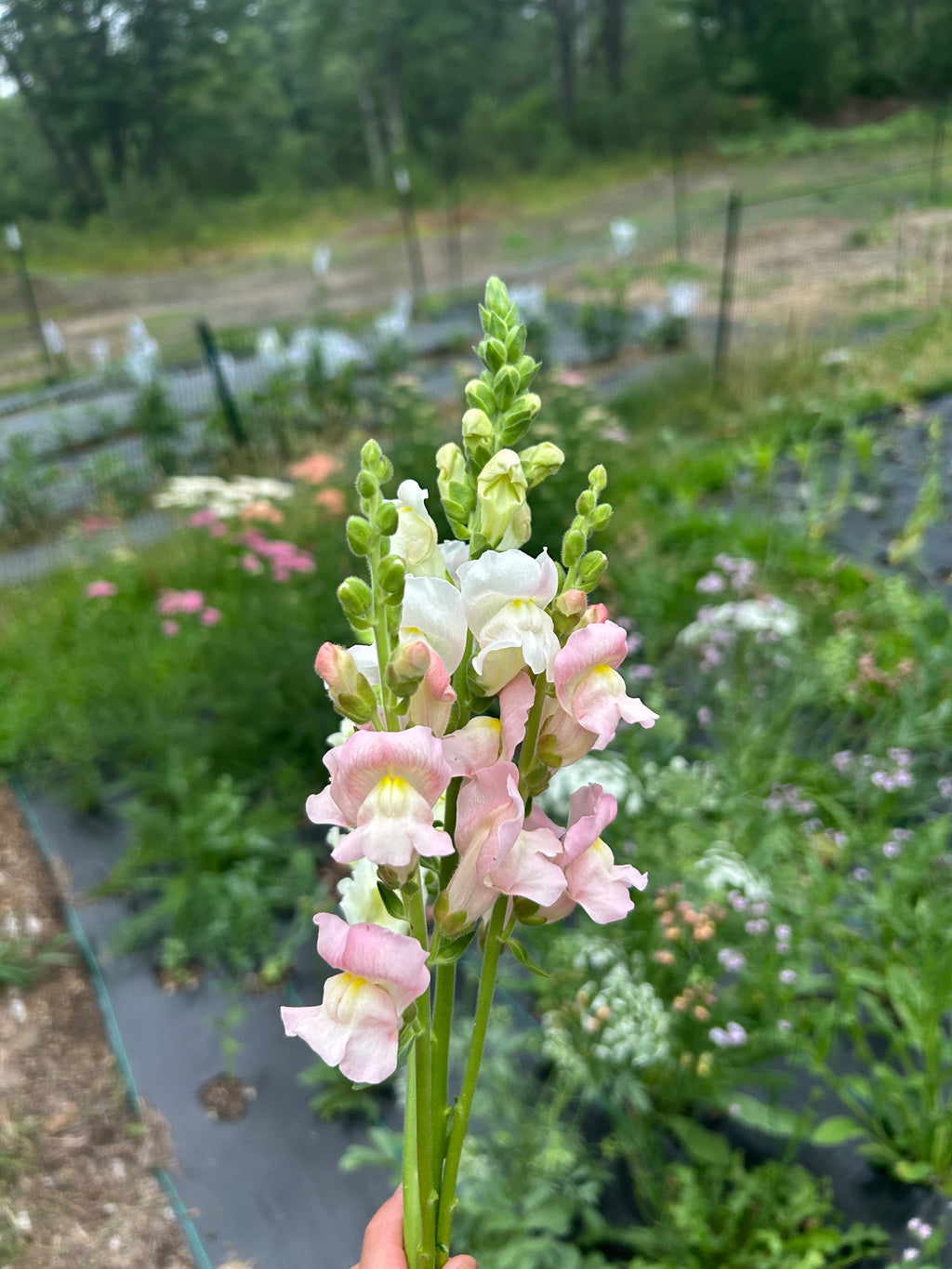 Snapdragon Seedlings (6-Pack) – Cold Hardy Cut Flower