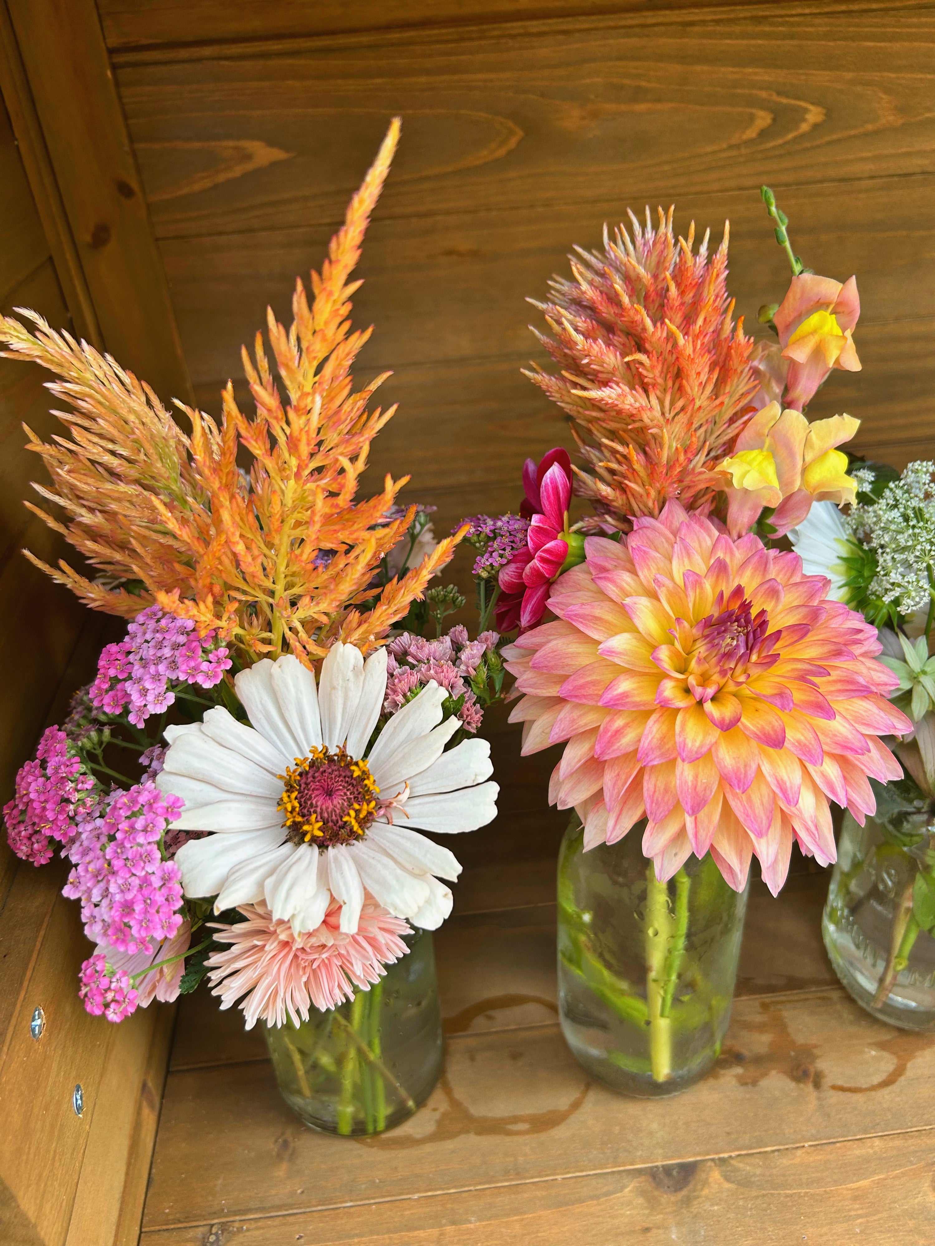 Open-Pollinated Blend Celosia
