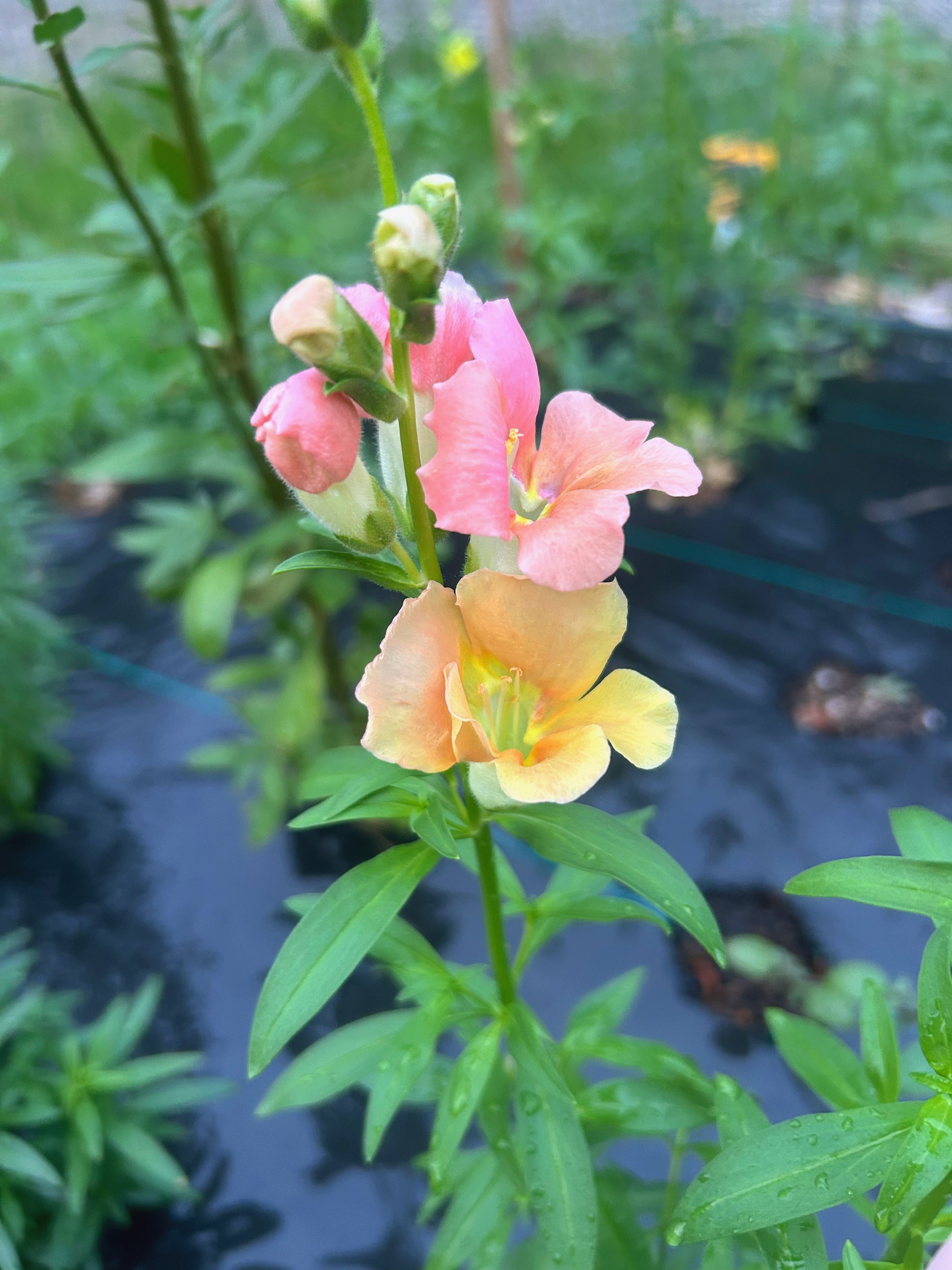 Snapdragon Seedlings (6-Pack) – Cold Hardy Cut Flower