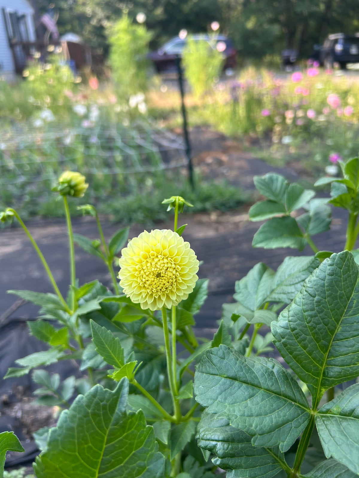 Pineapple Lollipop