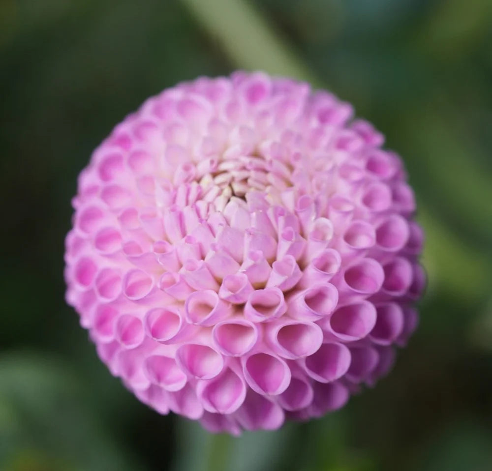 Willo Borealis Tuber