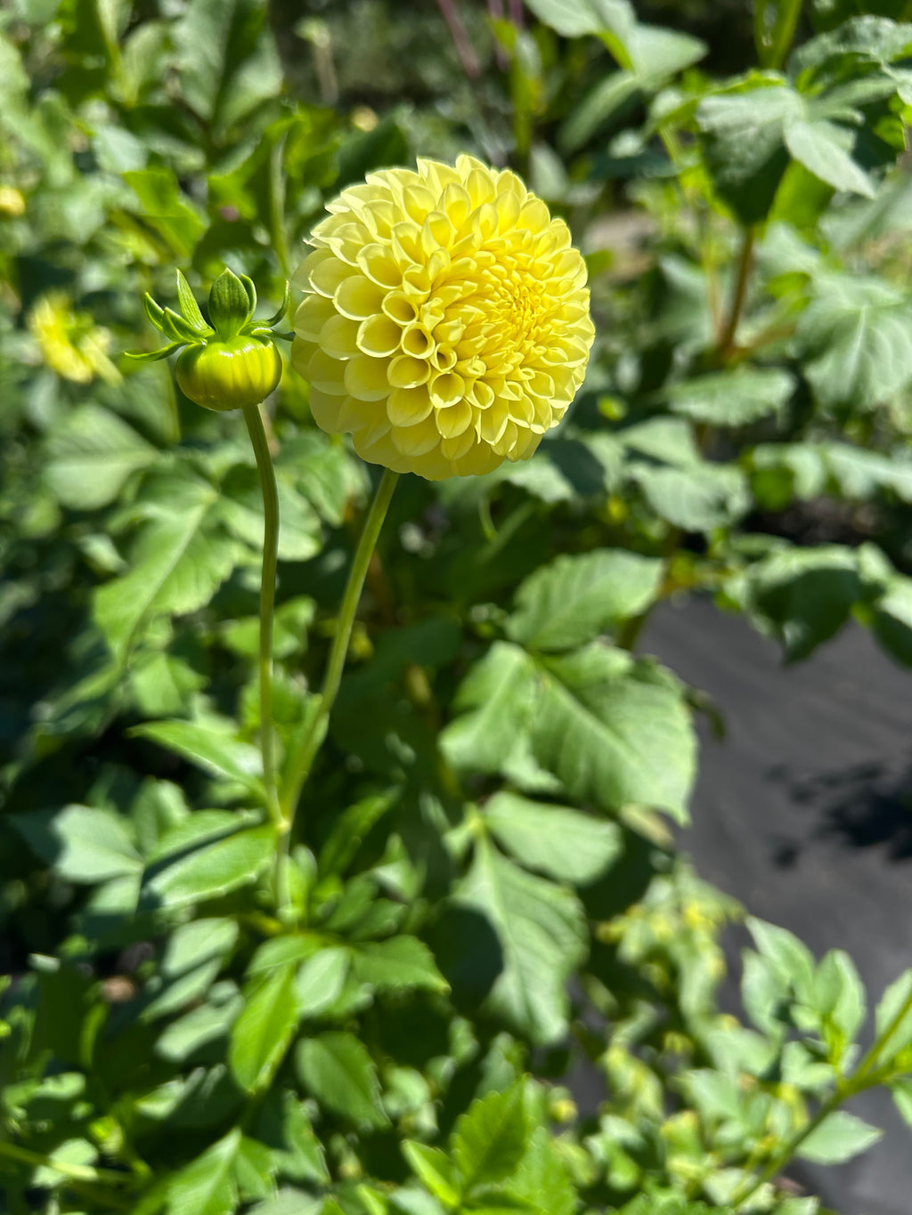 Pineapple Lollipop