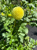 Pineapple Lollipop