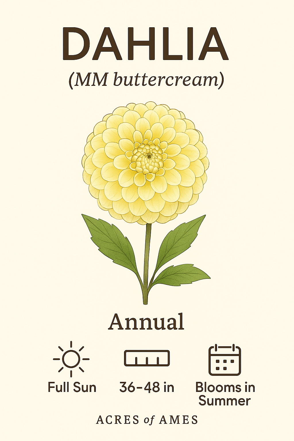 MM Buttercream
