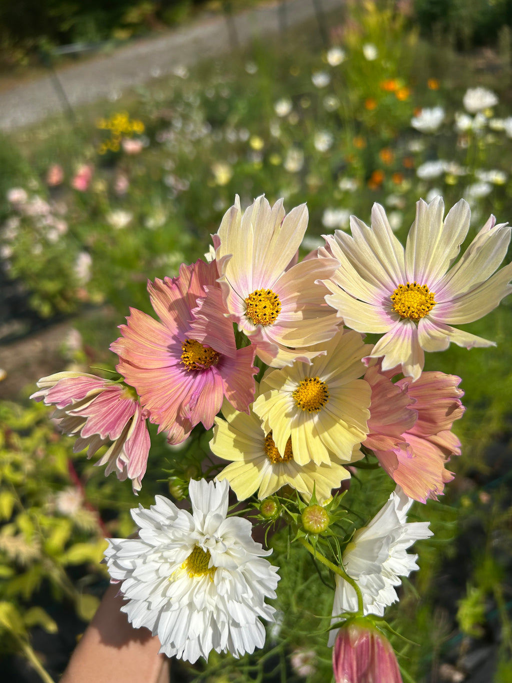 Cosmo Seeds