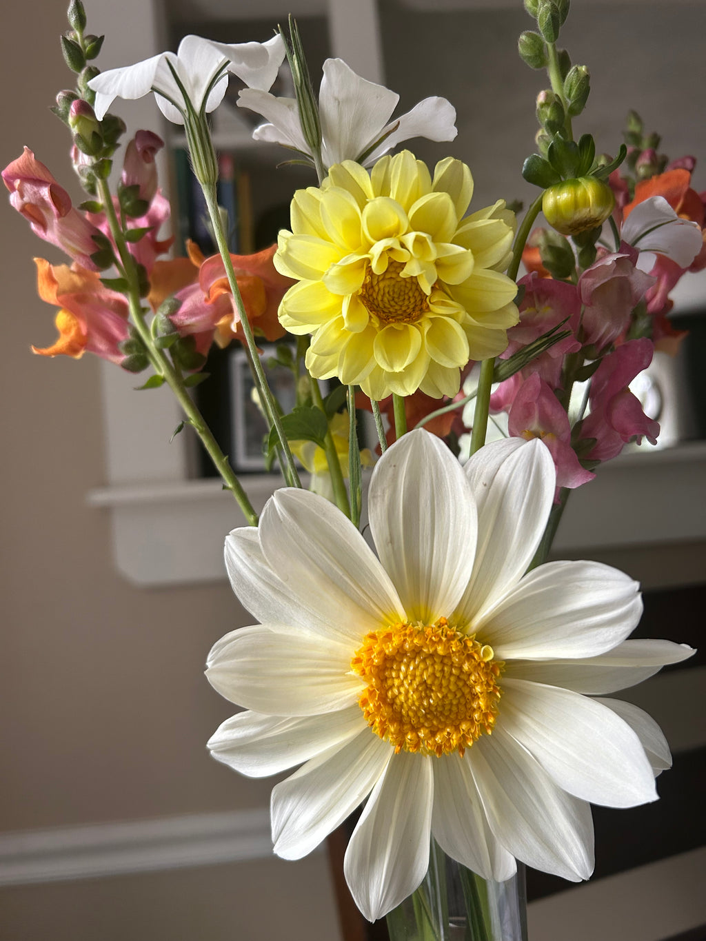 Pollinator Blend Dahlia Seeds