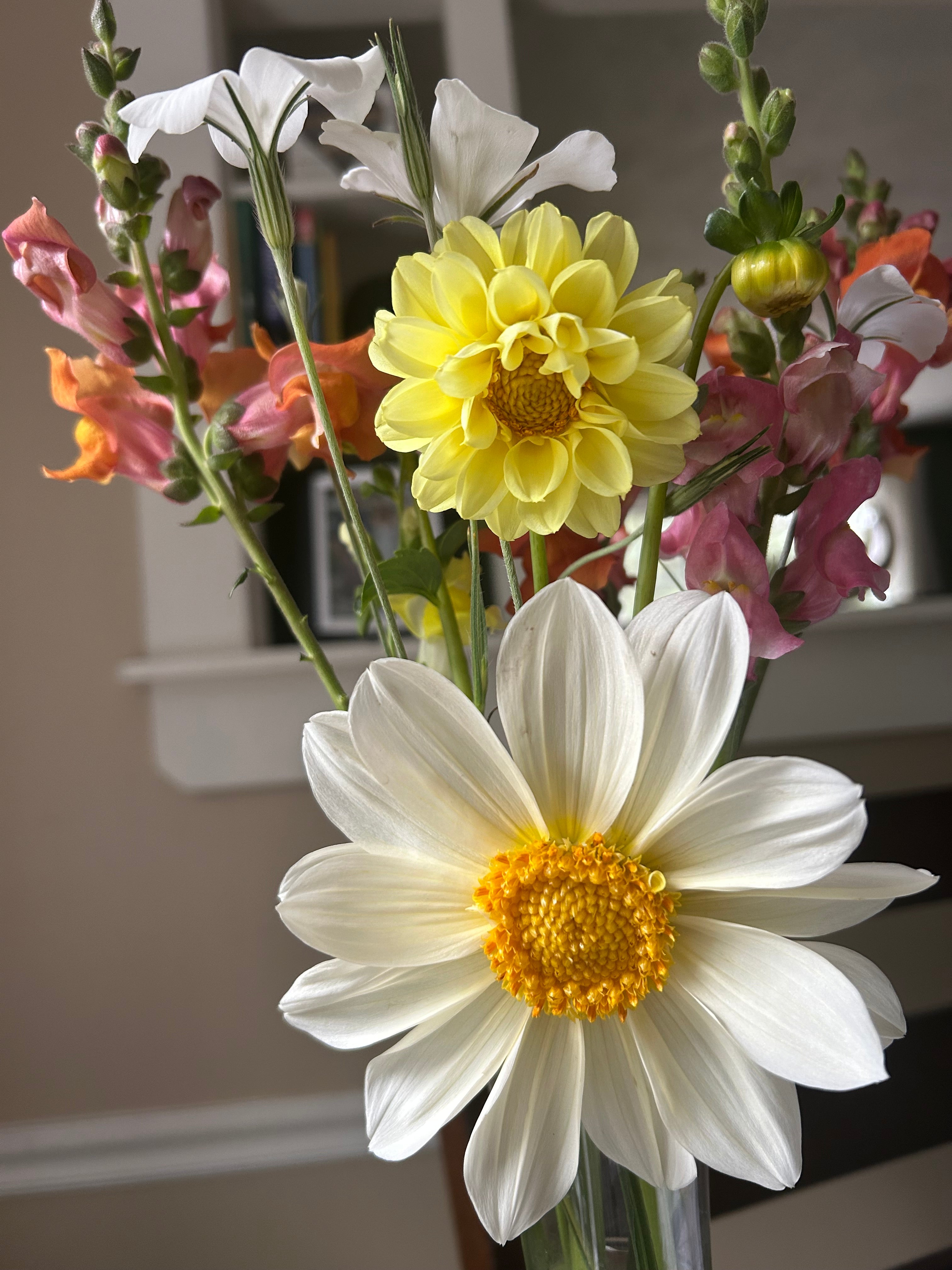 Pollinator Blend Dahlia Seeds