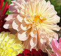 Mystery Dahlia tuber