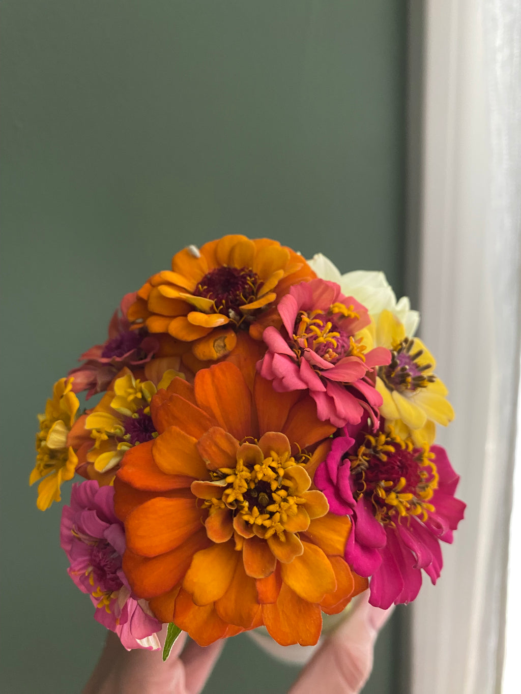 Zinnias — 6 Pack