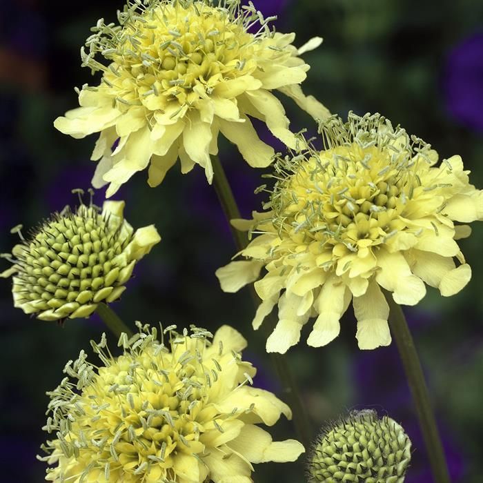 Moondance Scabiosa