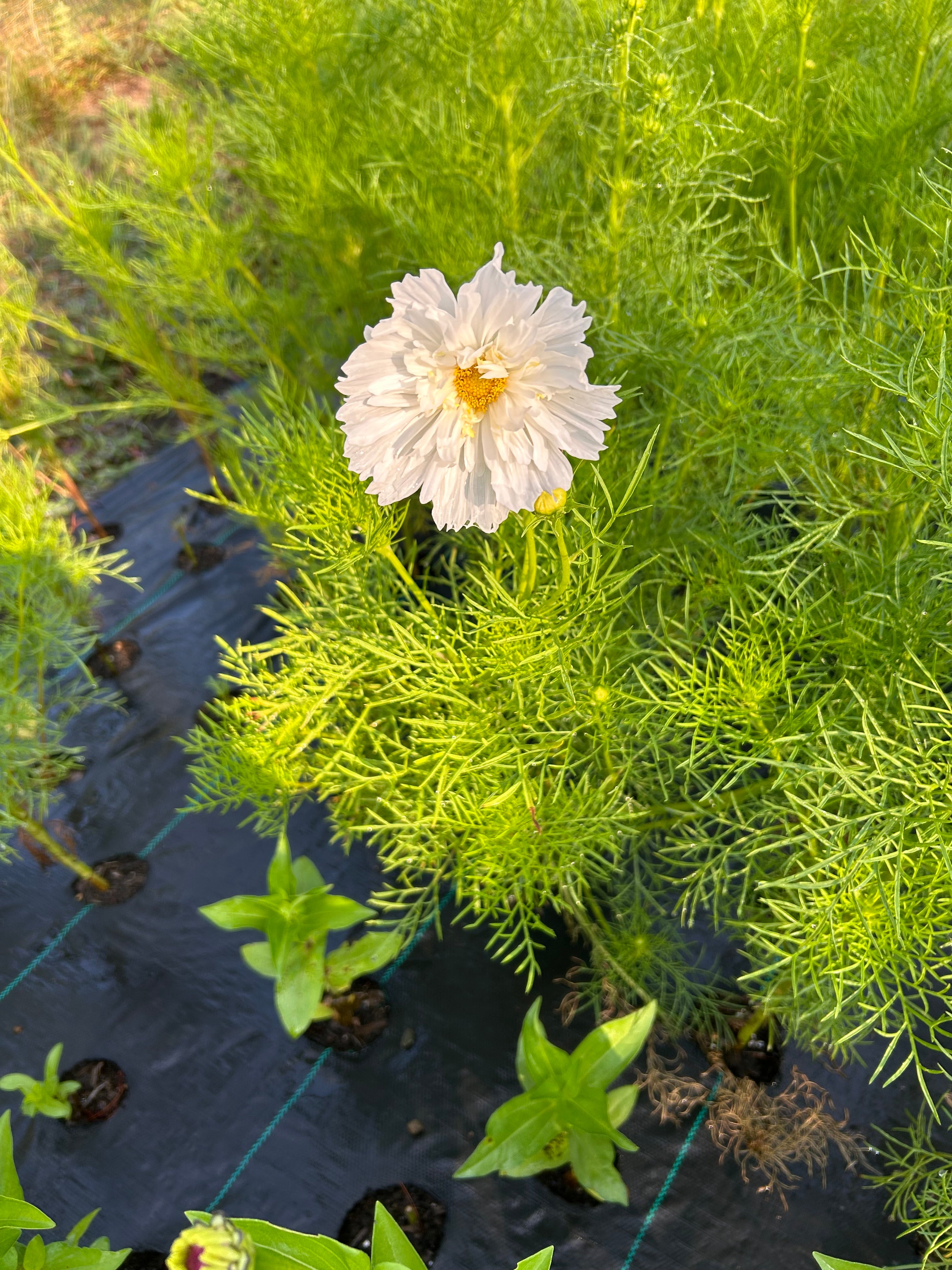 Cosmo Seeds