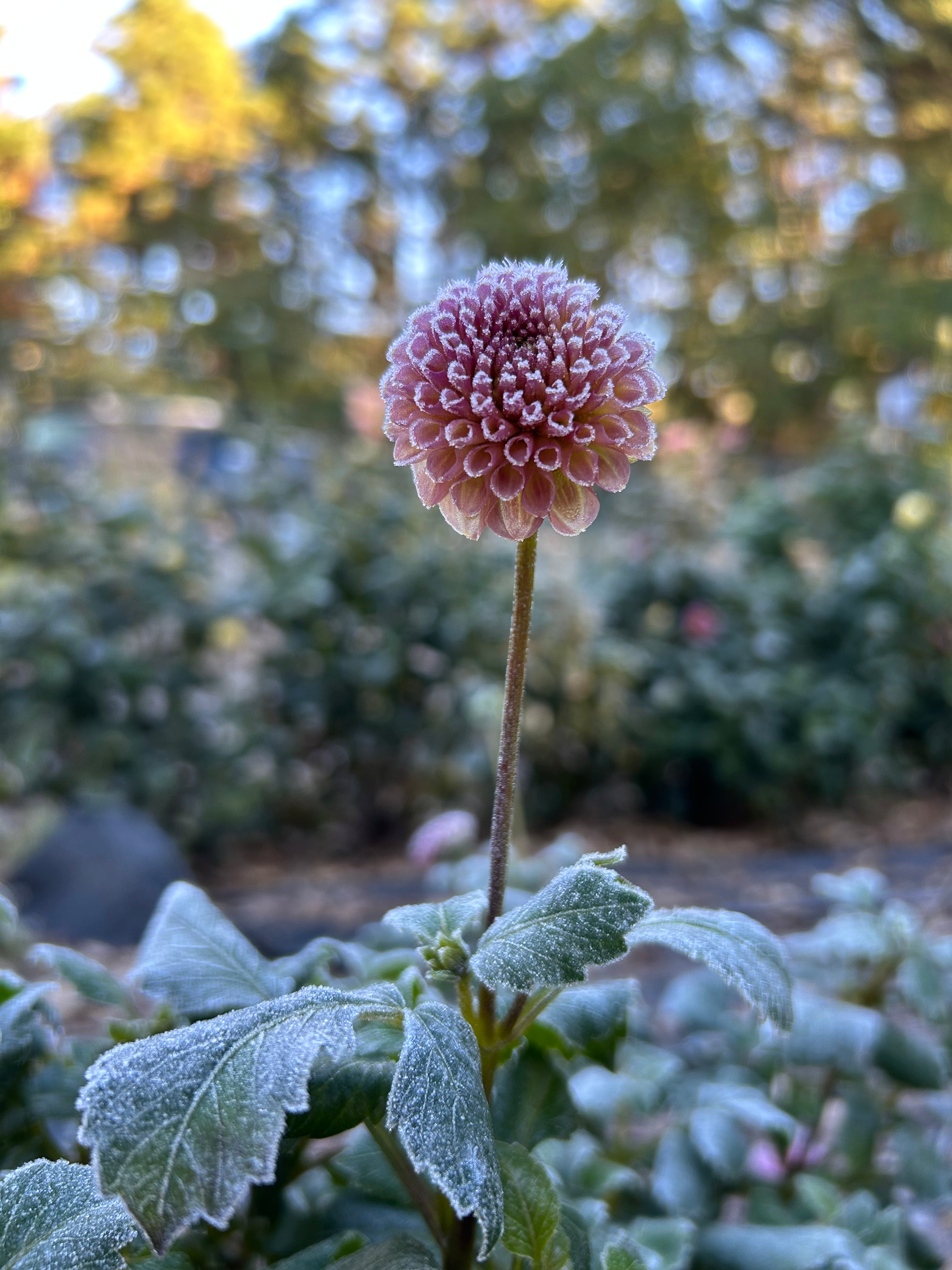 Koko Puff