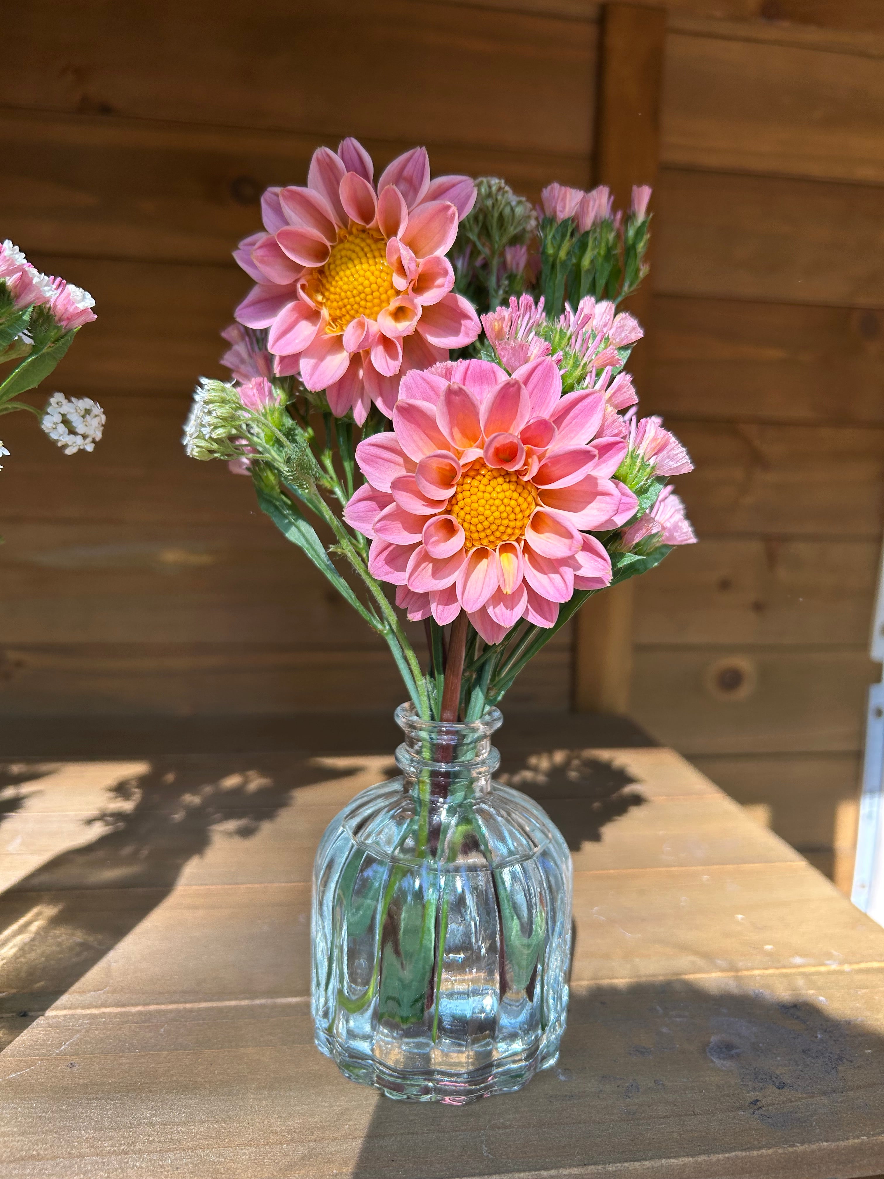 Mystery Dahlia tuber