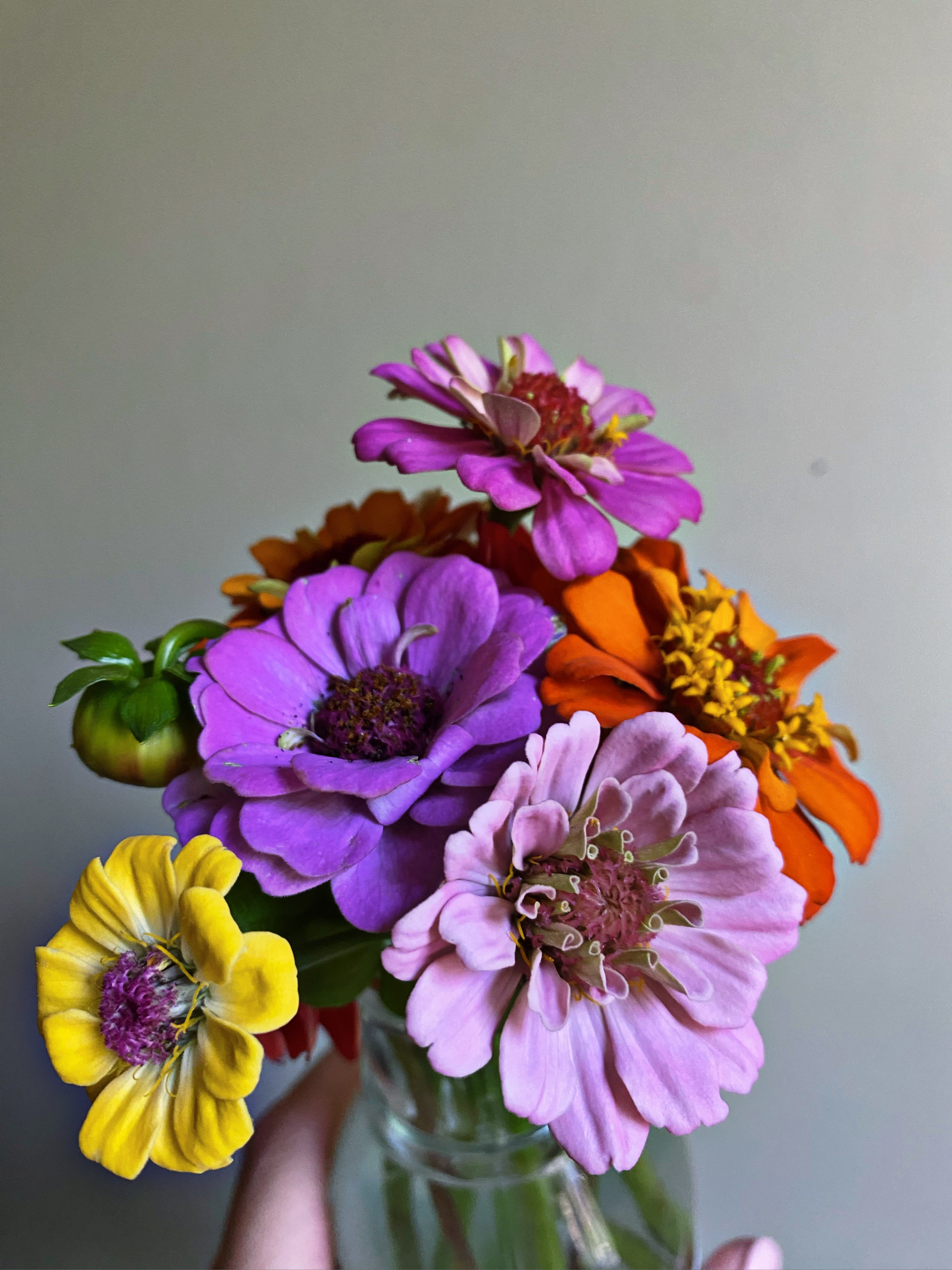 Zinnias — 6 Pack