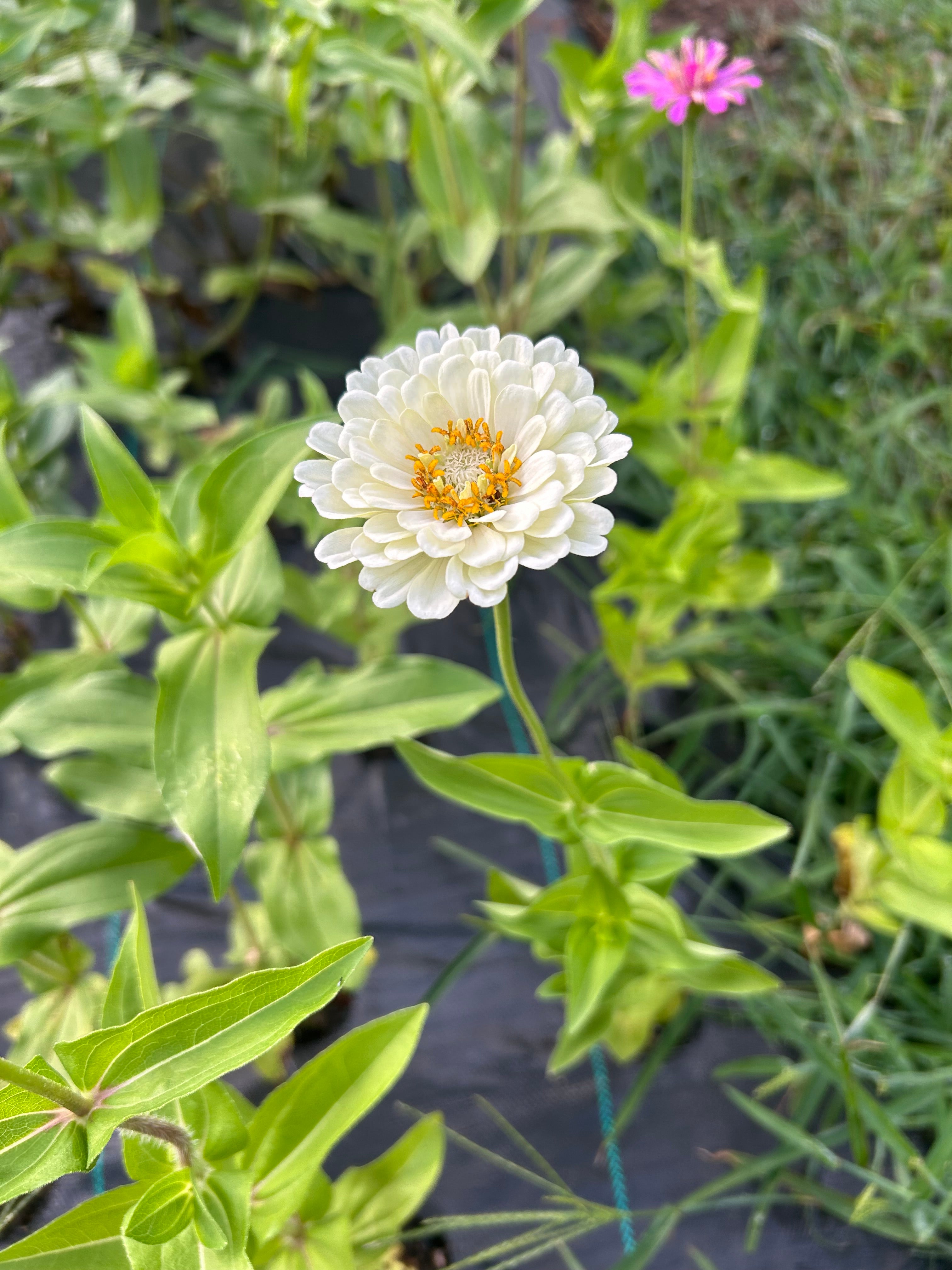 Zinnia Seeds