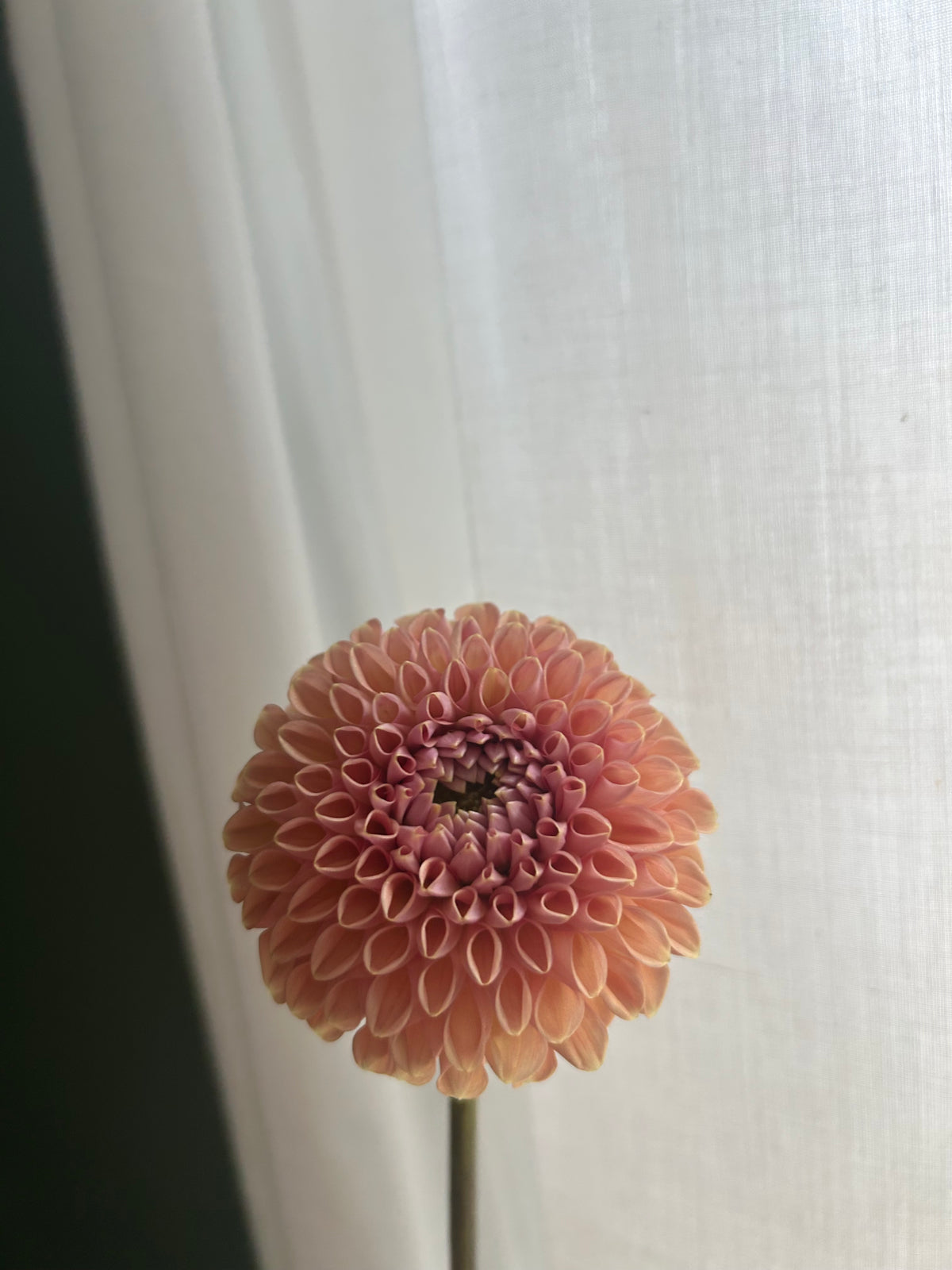 Valley Tawny