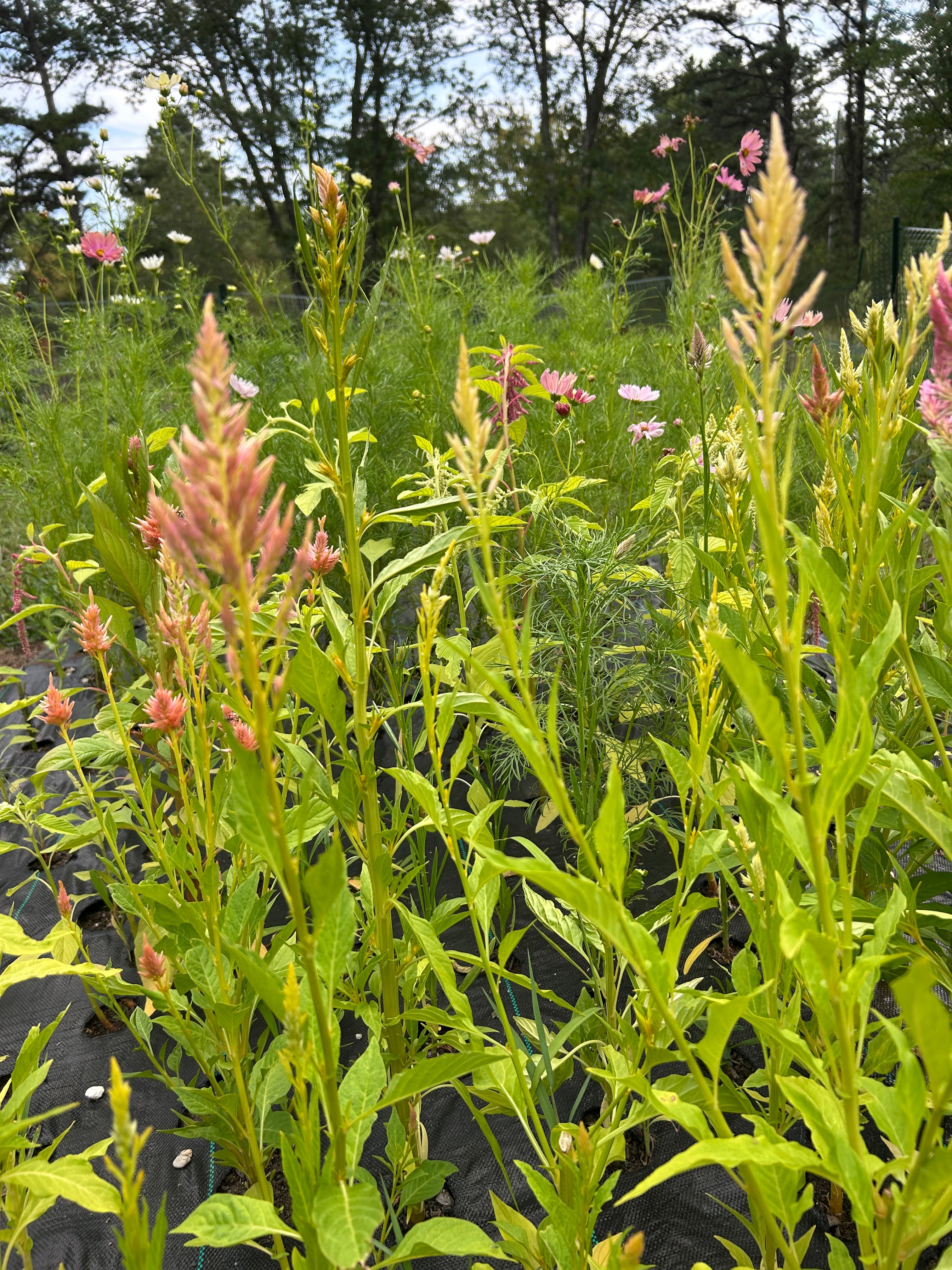 Open-Pollinated Blend Celosia