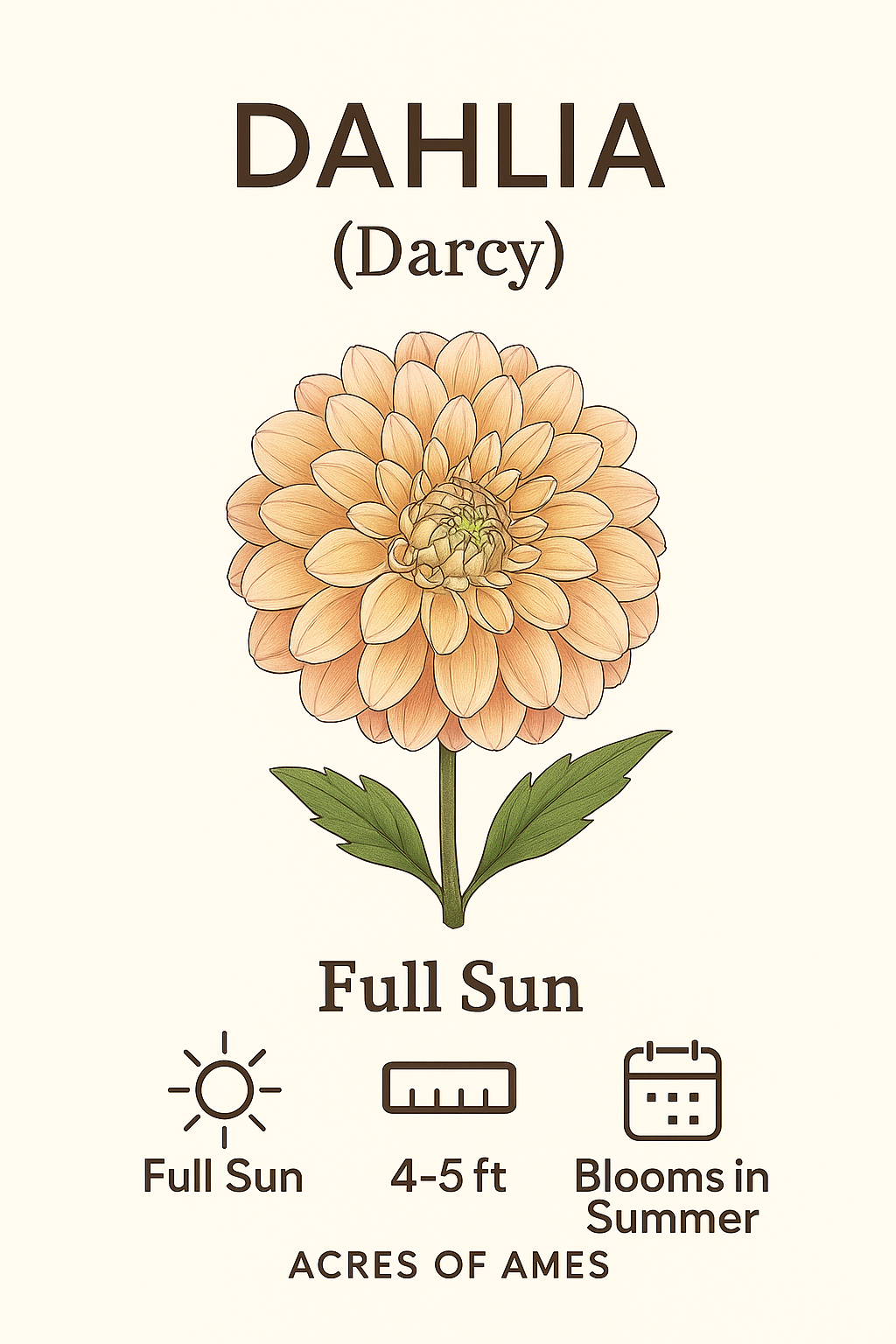 Darcy
