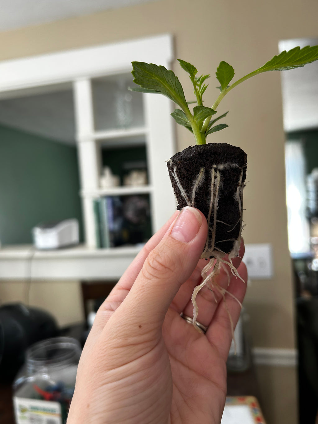 KA Cloud (rooted cutting)
