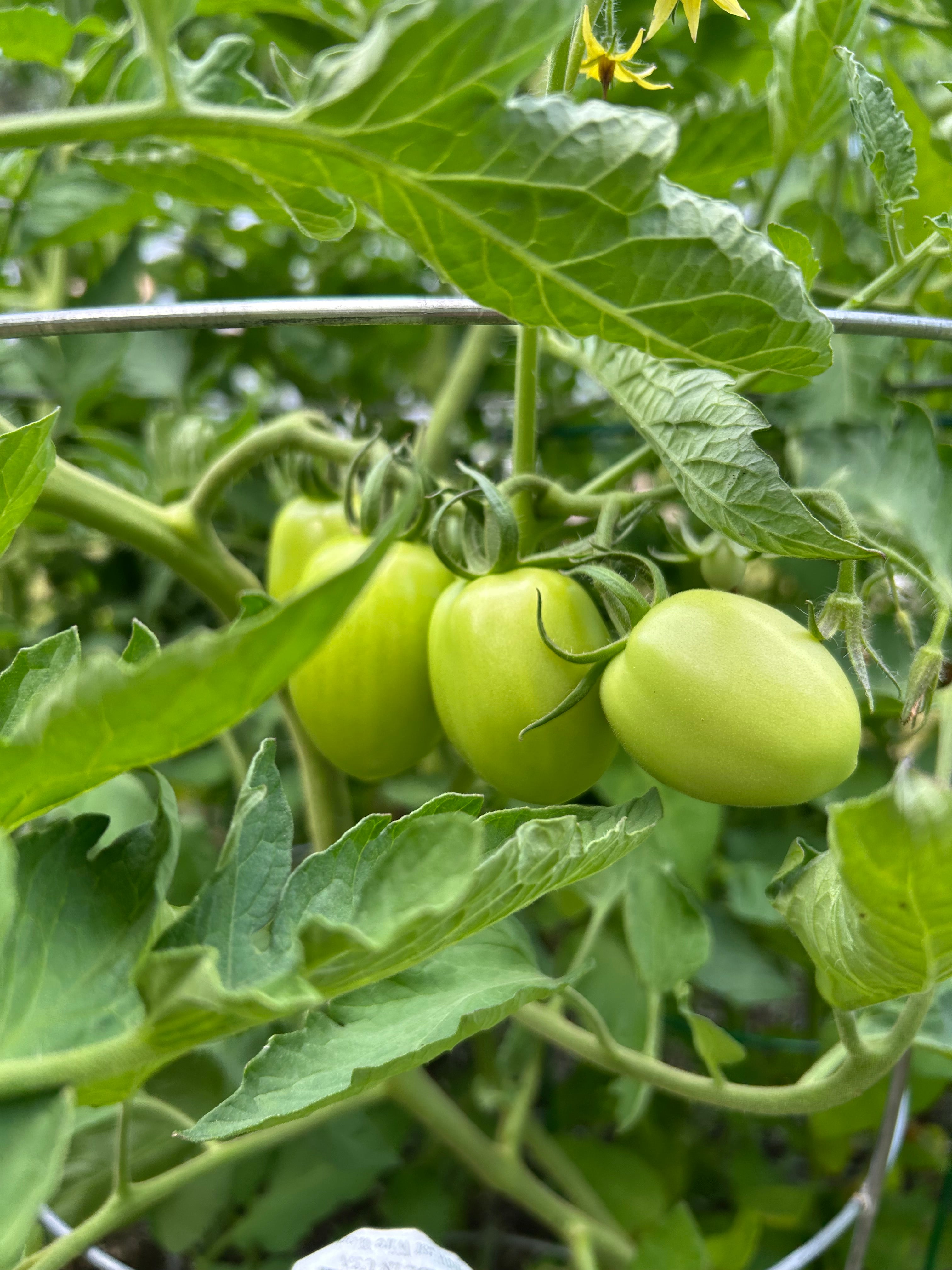 Tomato Plants (Pre-Order) — Heirloom & Specialty Varieties