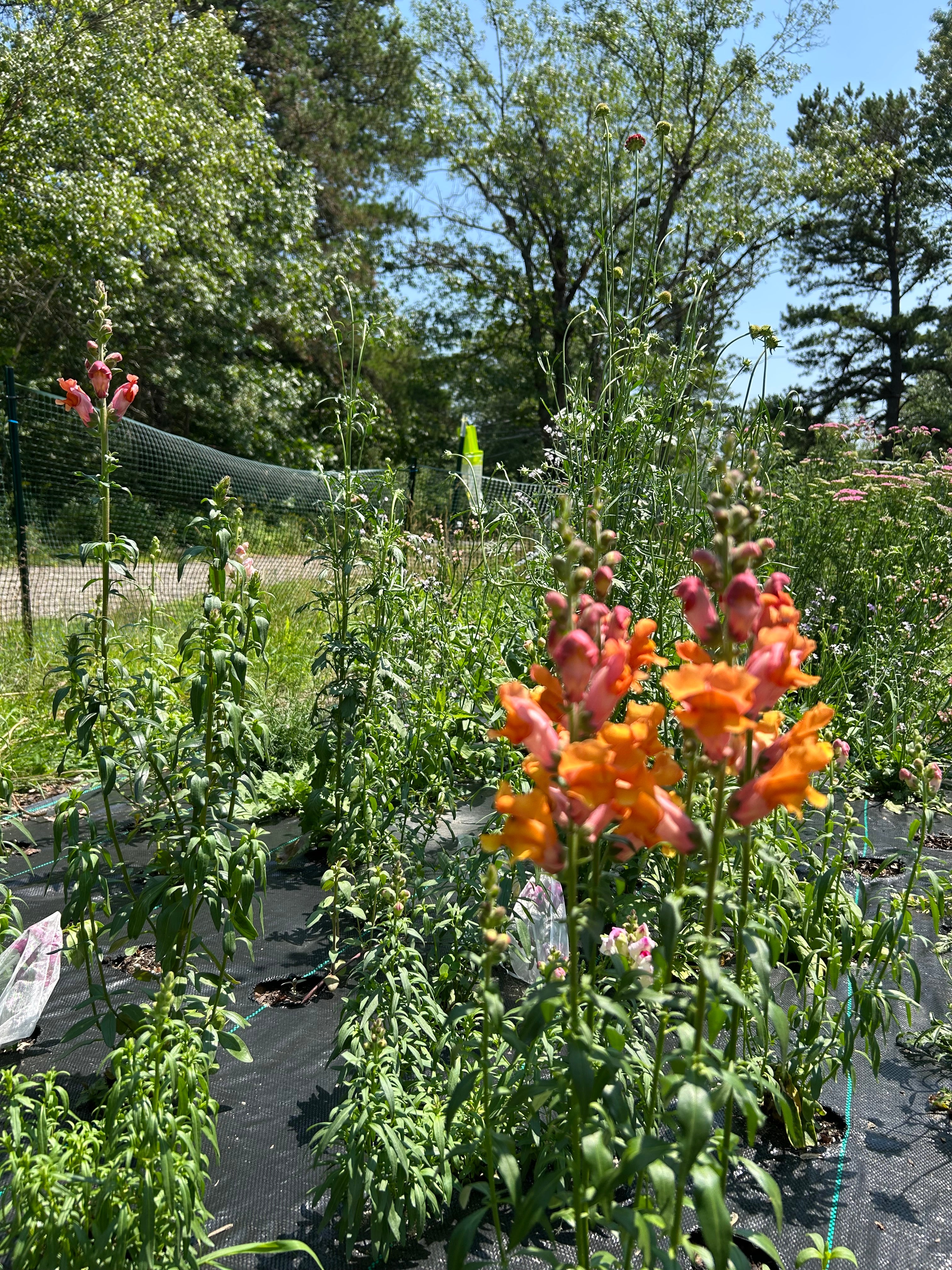 Snapdragon Seedlings (6-Pack) – Cold Hardy Cut Flower