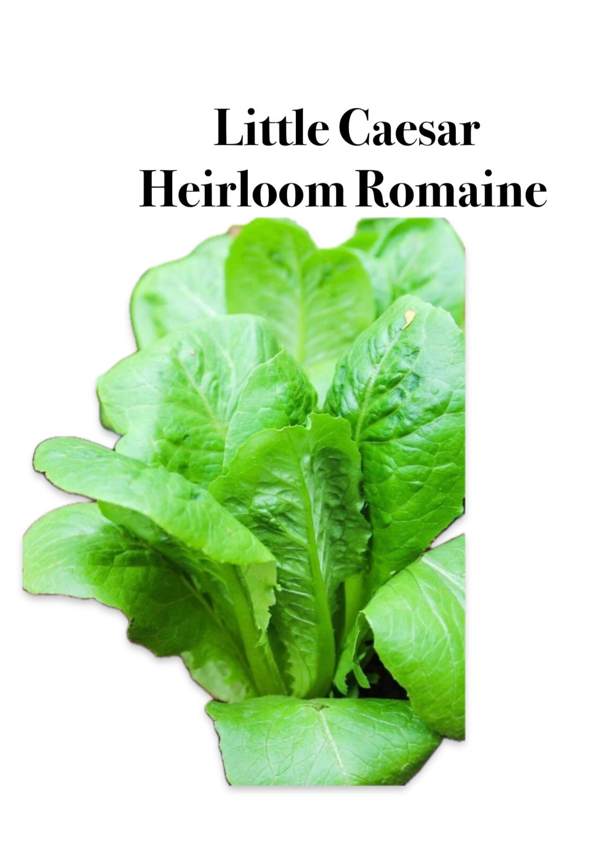 Little Caesar Heirloom Romaine — 6-Pack (Vegetable Starts)