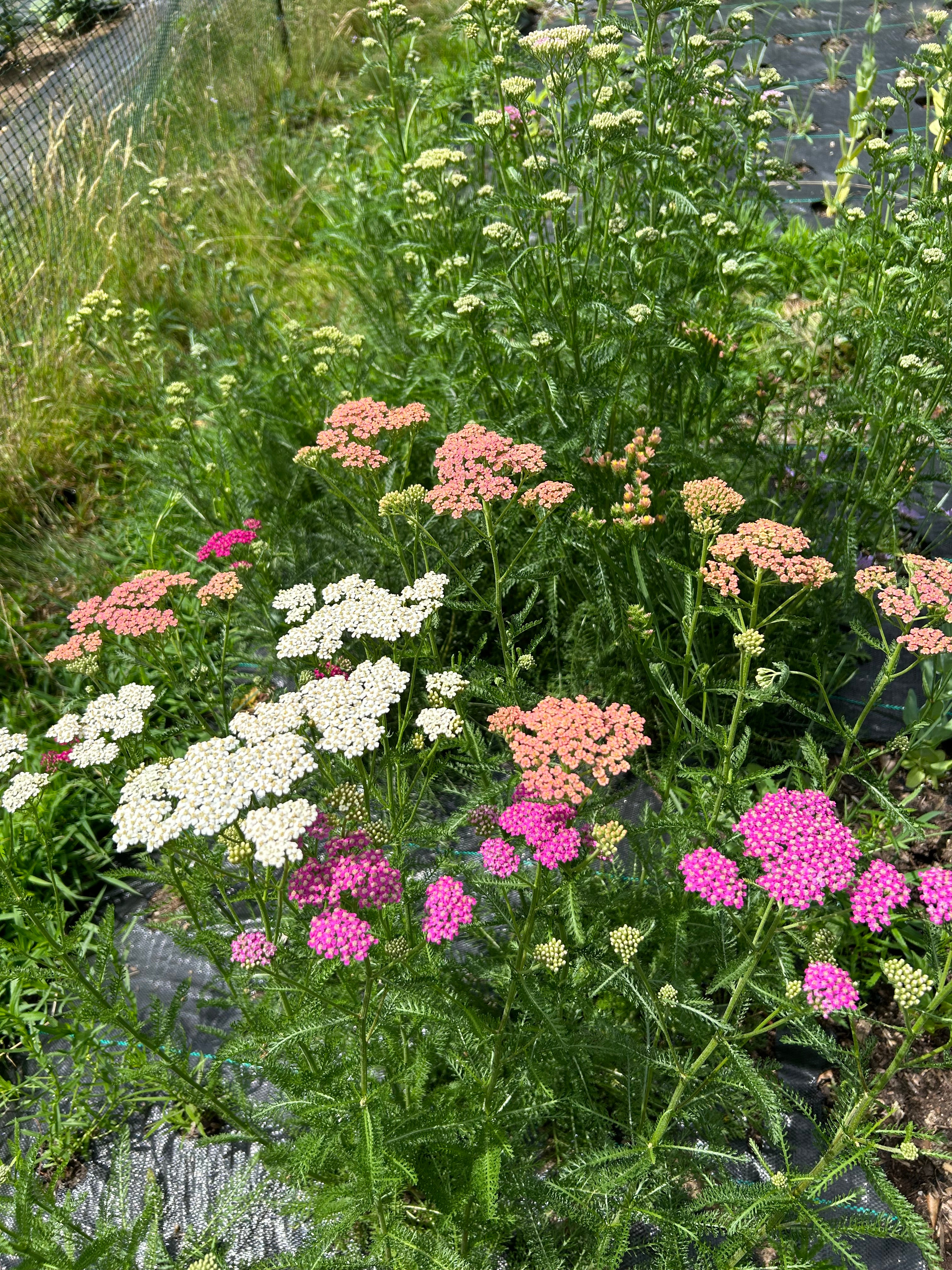 Yarrow ‘Flowerburst Fruitbowl’ — 6 Pack (Perennial)
