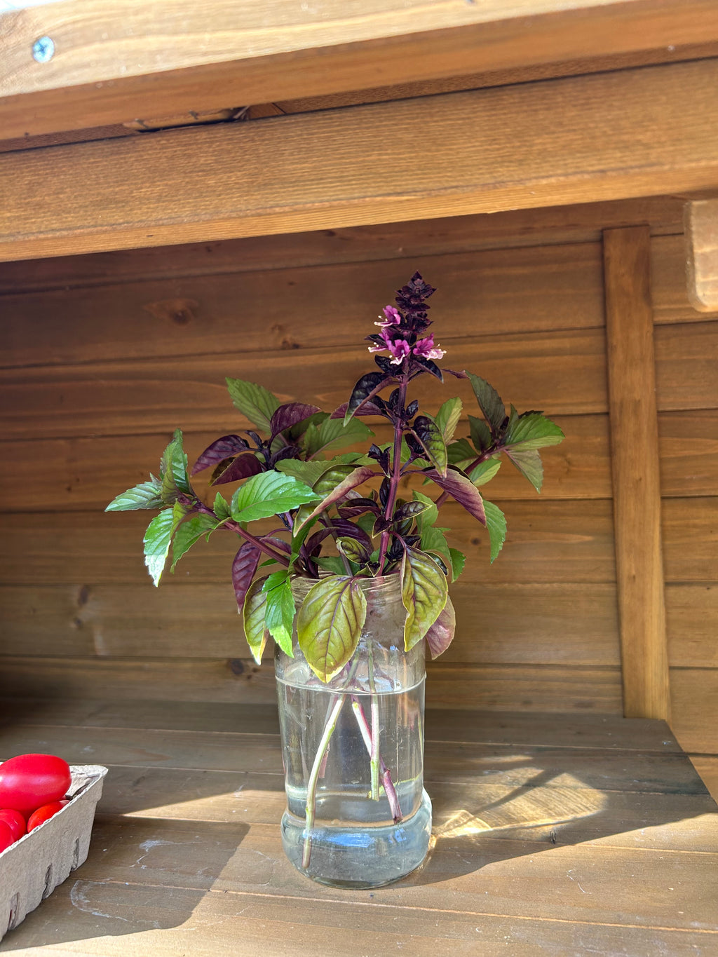 Sweet Basil — Single Pot (Culinary Herb)