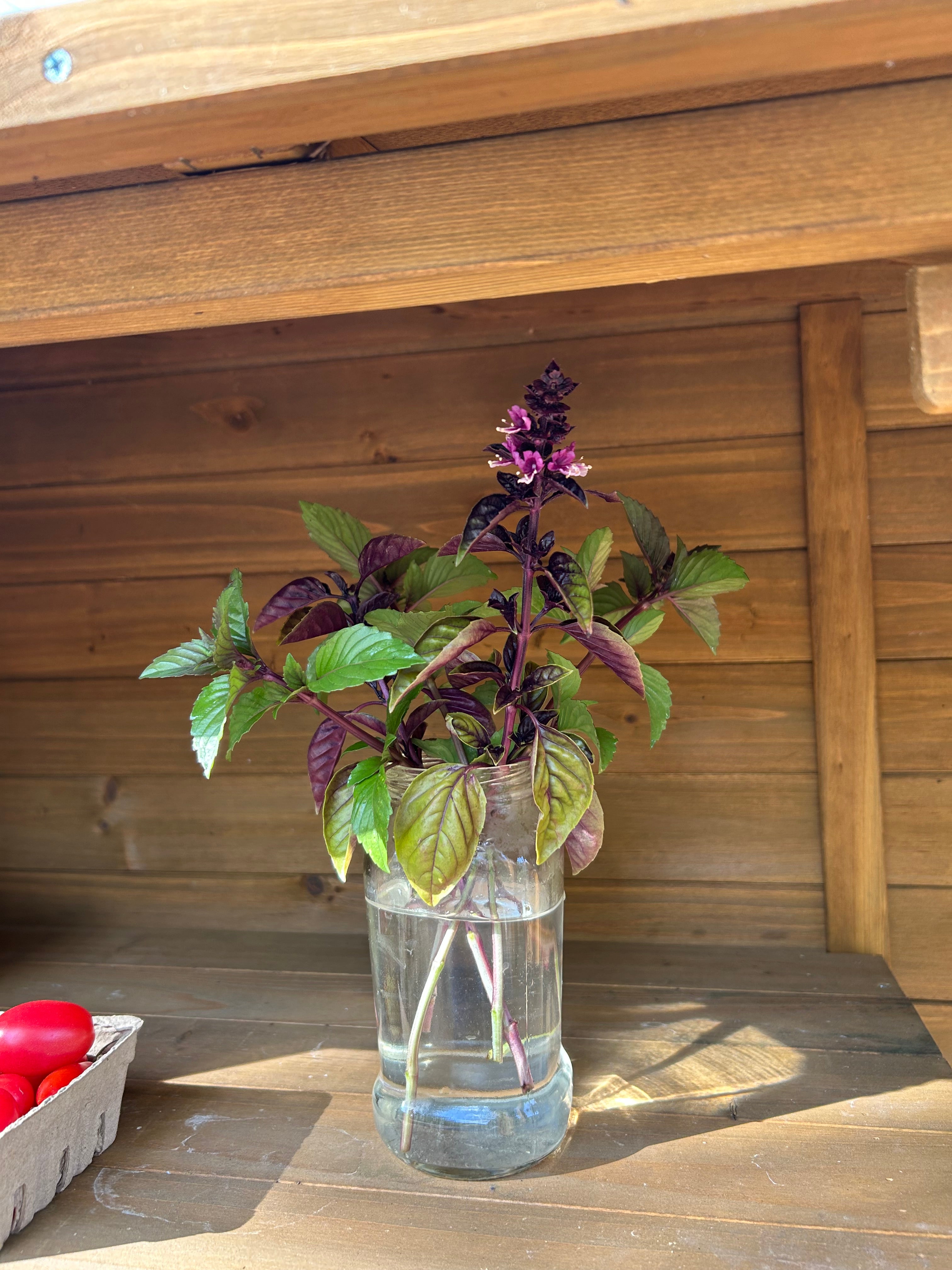 Sweet Basil — Single Pot (Culinary Herb)