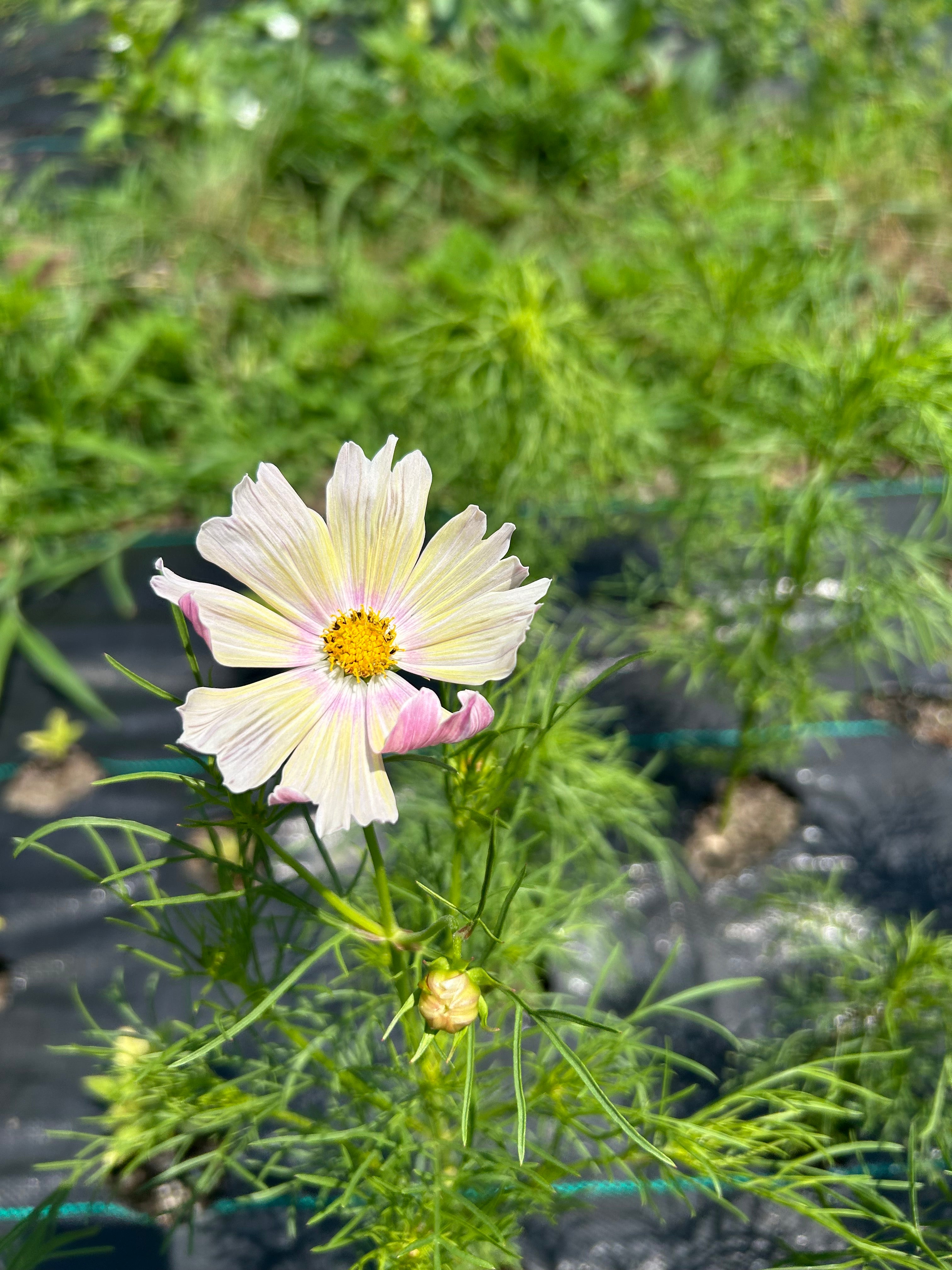 Cosmo Seeds