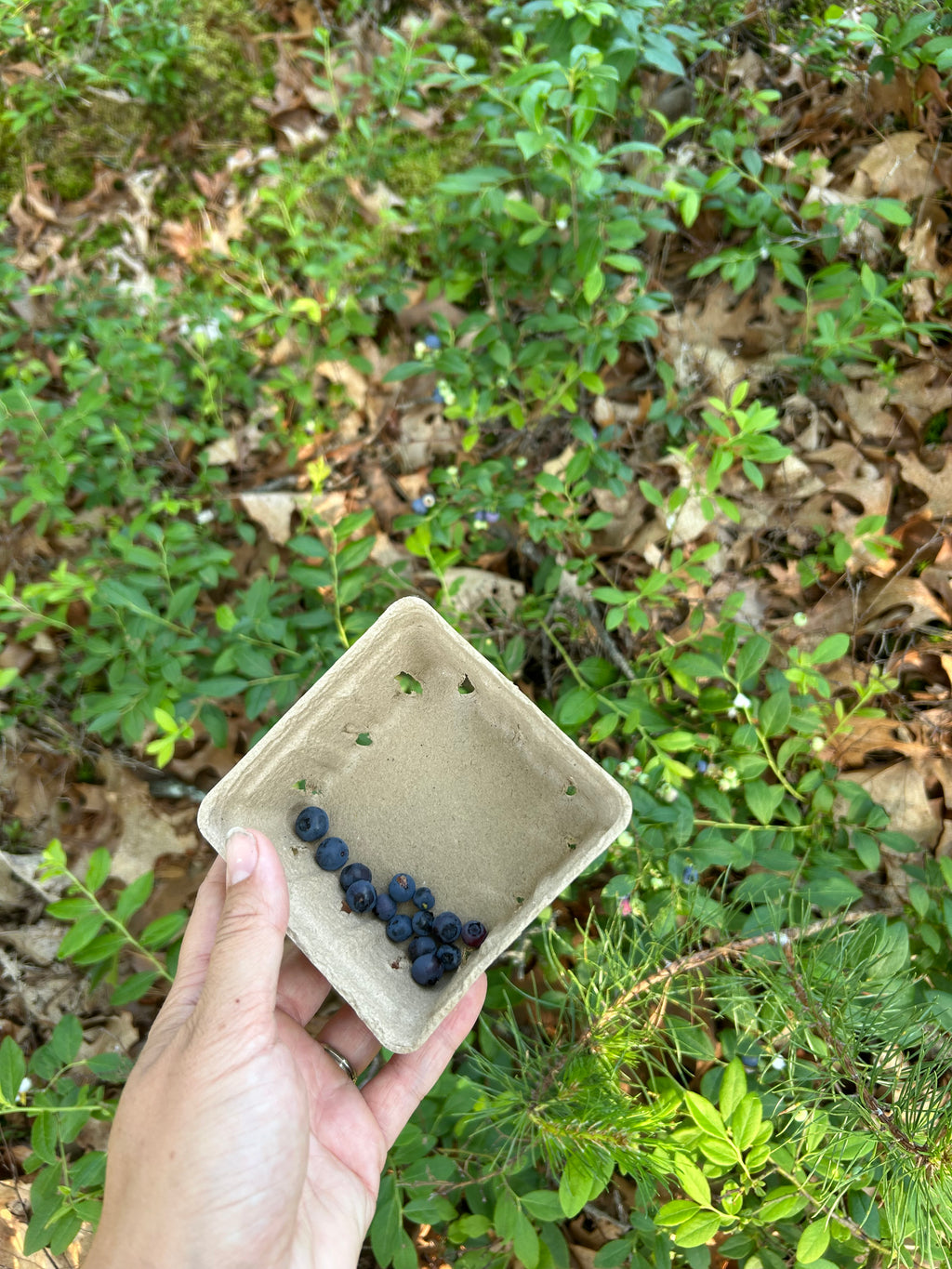Wild Maine blueberries