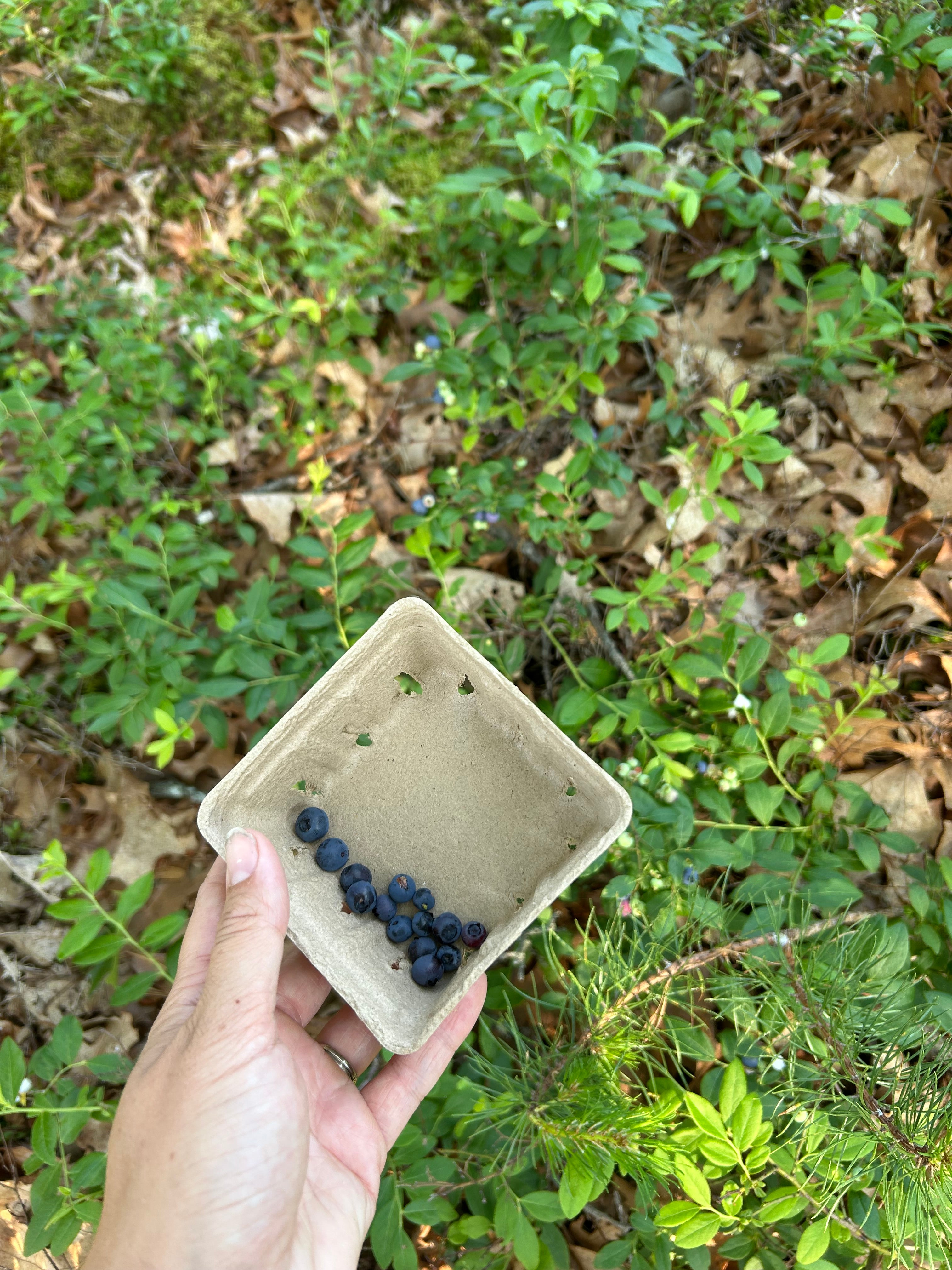 Wild Maine blueberries