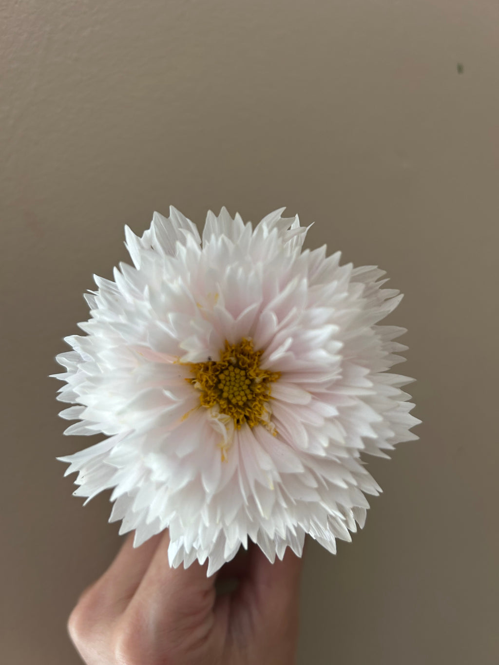 Cosmo Seeds