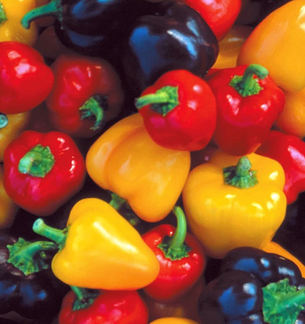 Heirloom Mini Bell Pepper