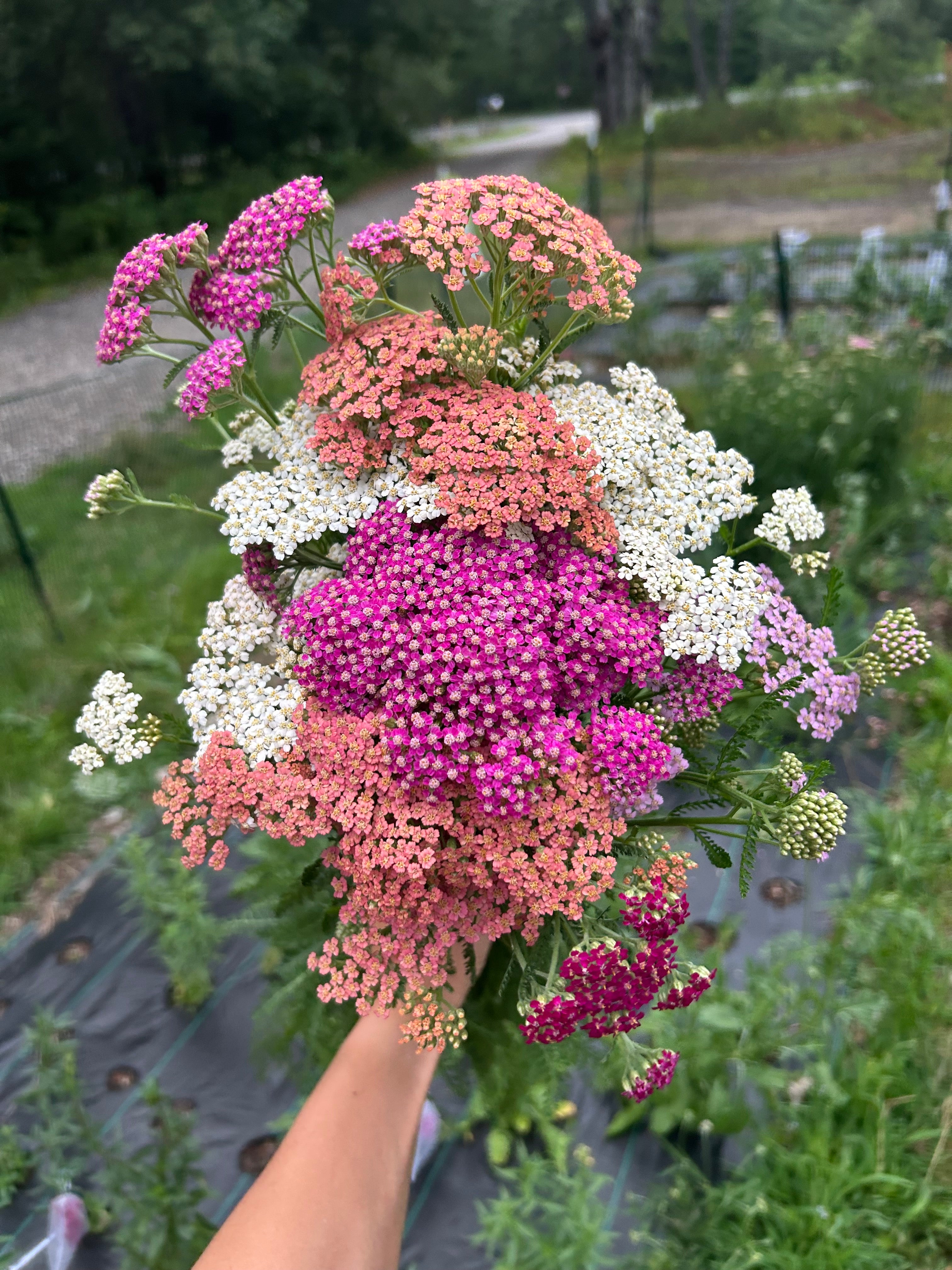 Yarrow ‘Flowerburst Fruitbowl’ — 6 Pack (Perennial)