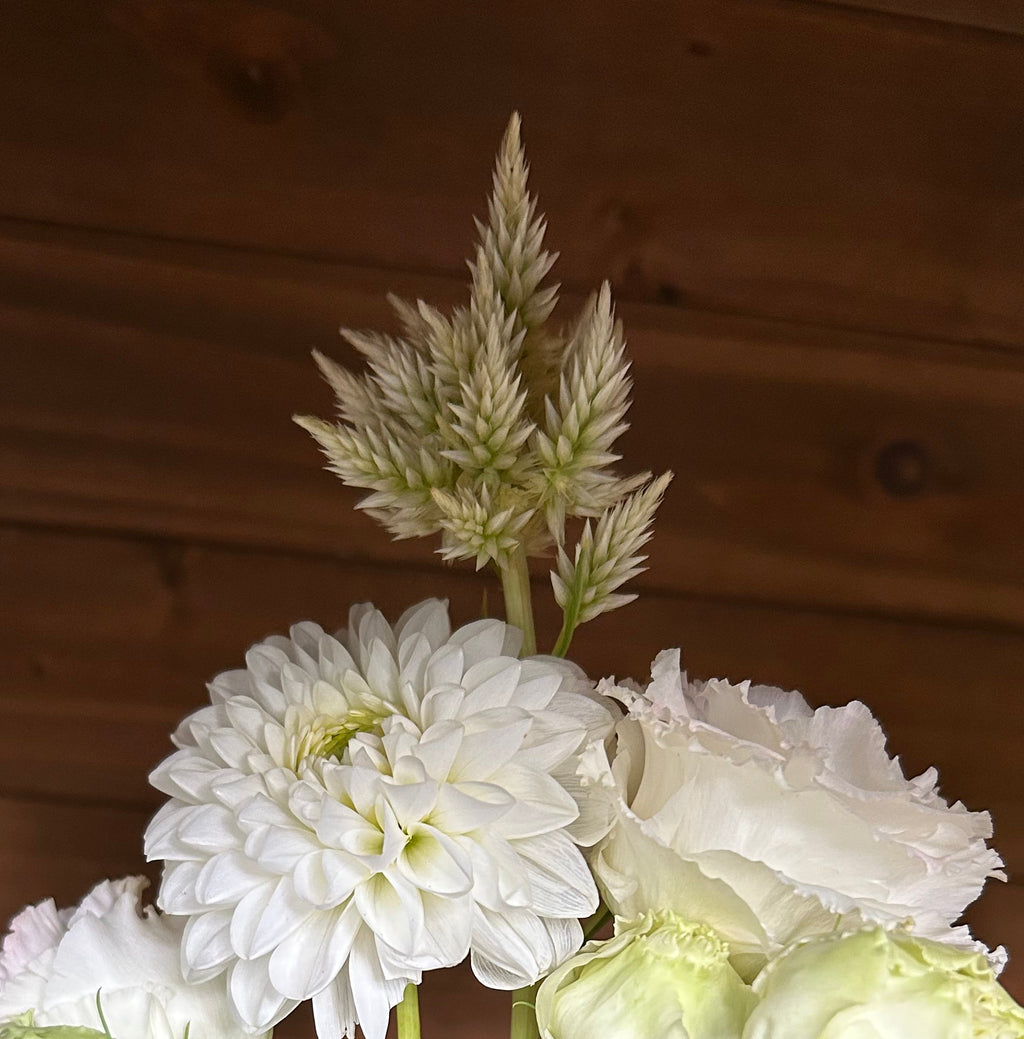 Open-Pollinated Blend Celosia