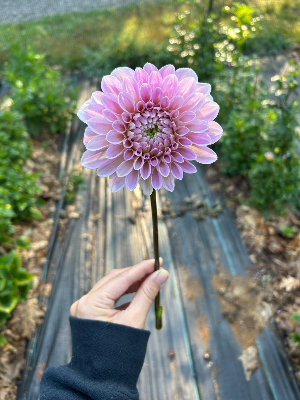 Mystery Dahlia tuber