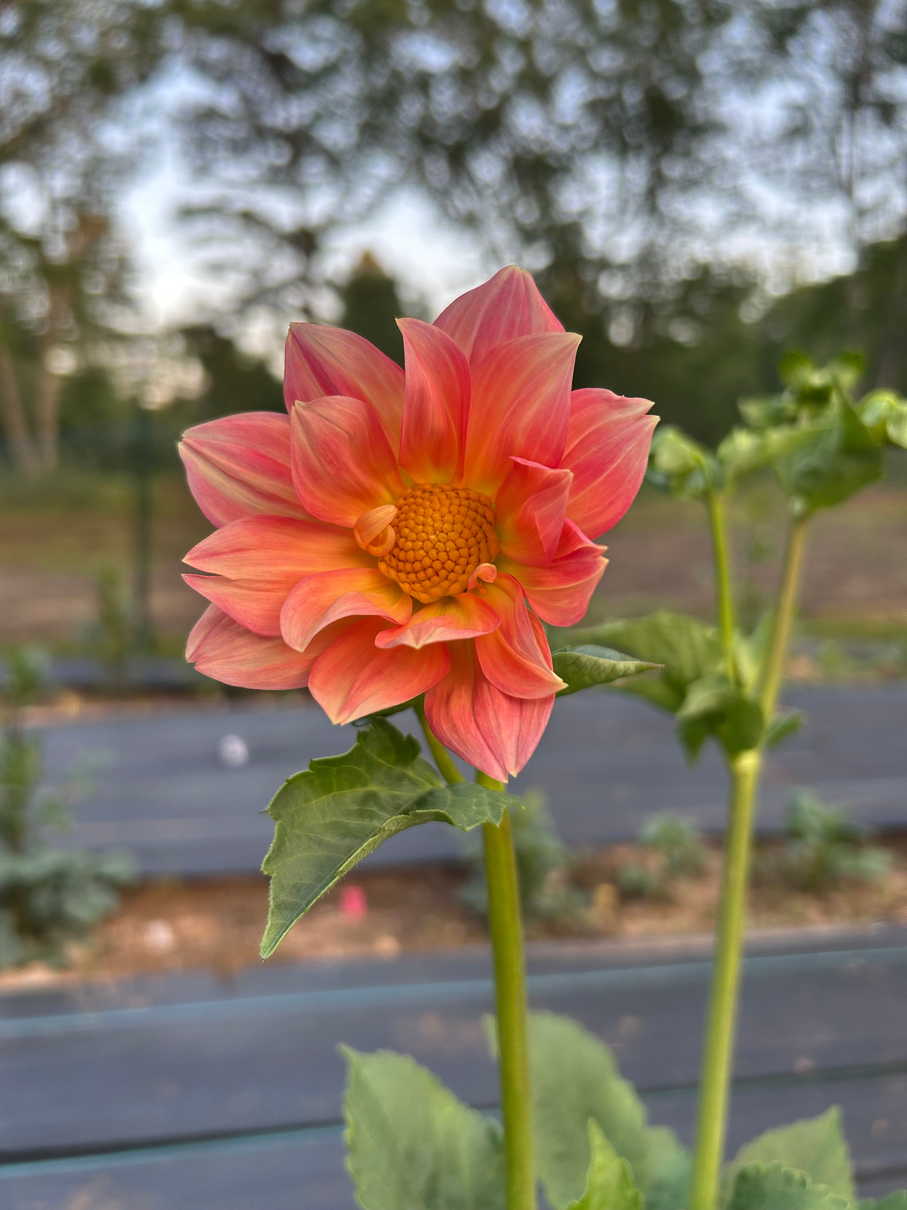Pollinator Blend Dahlia Seeds